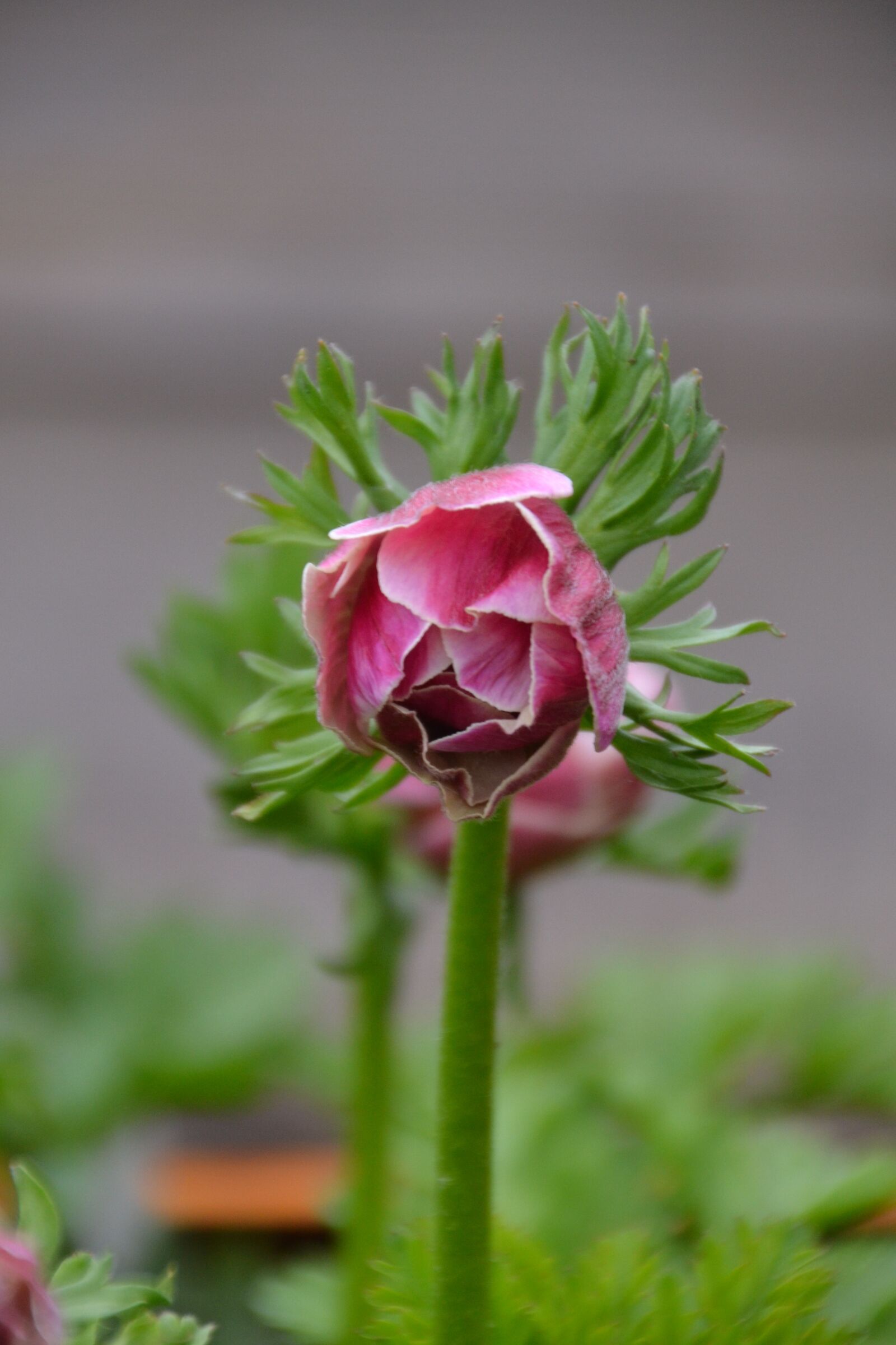 Nikon D3100 sample photo. Anemone, anemone coronaria, flora photography