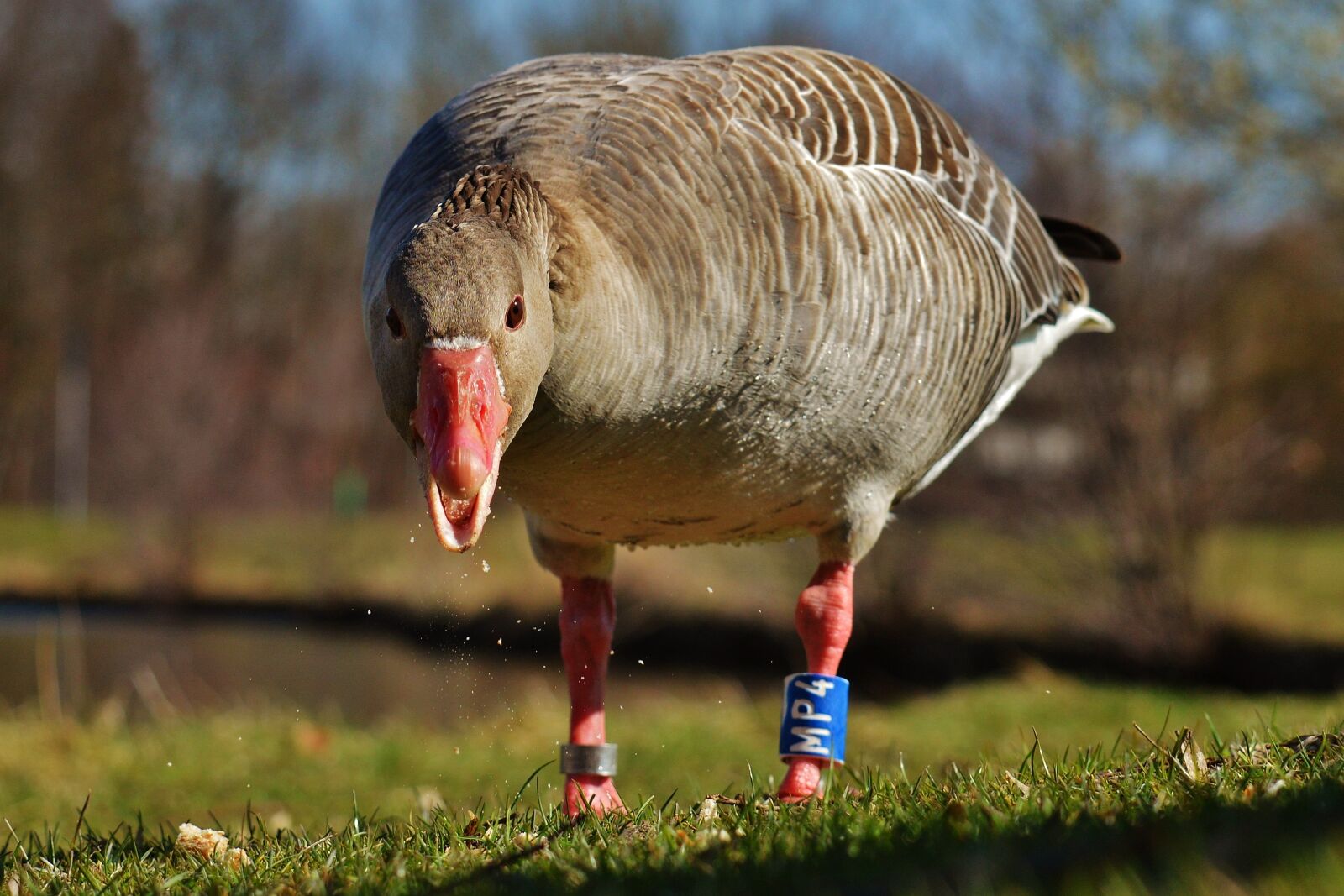 Nikon D3200 sample photo. Goose, bird, feather photography