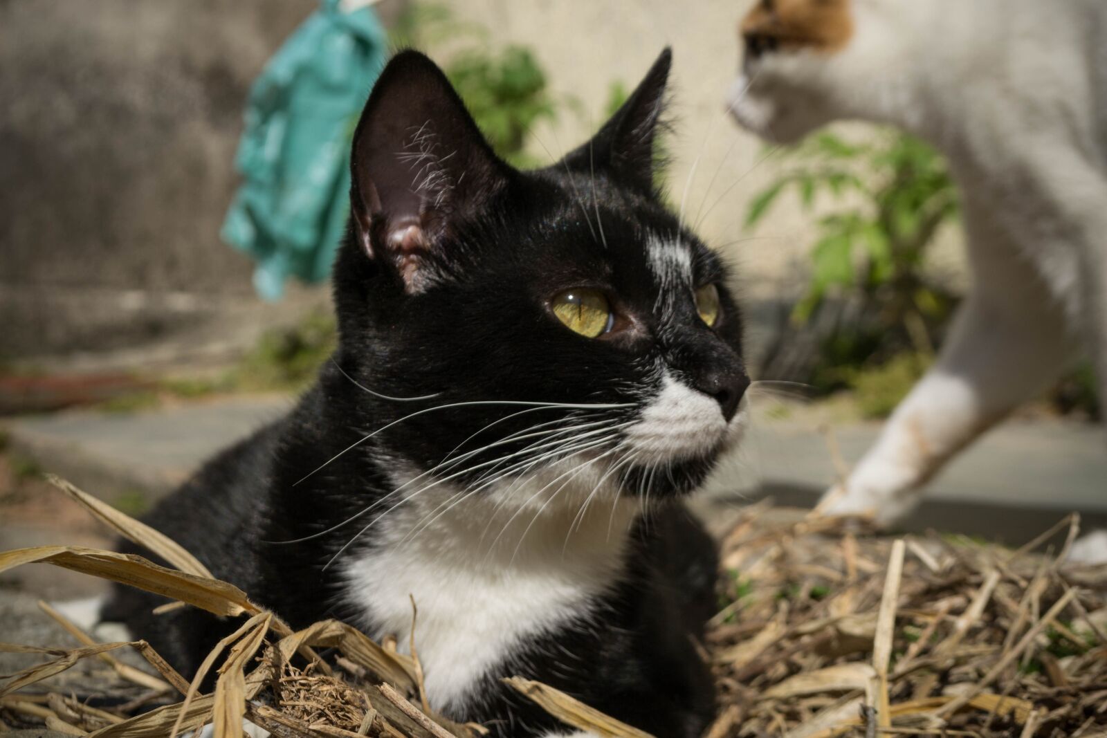 Nikon D3100 sample photo. Cat, pet, domestic photography