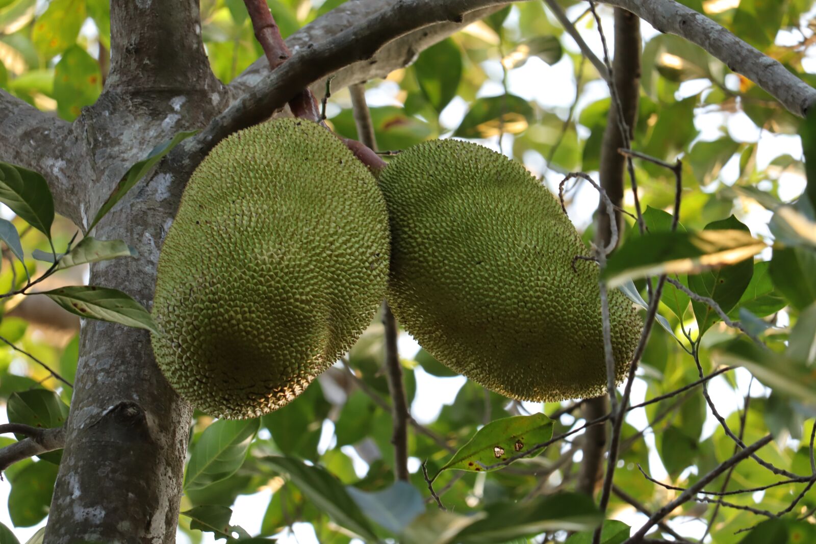 Canon EOS 250D (EOS Rebel SL3 / EOS Kiss X10 / EOS 200D II) sample photo. Jackfruit, kerala, green photography