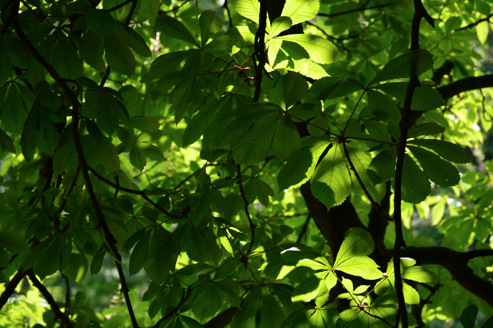 Nikon D3200 sample photo