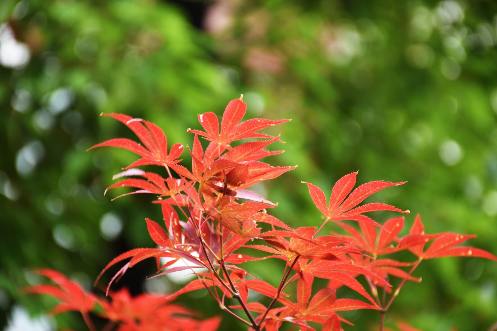 Nikon D7200 sample photo. Maple, plant photography
