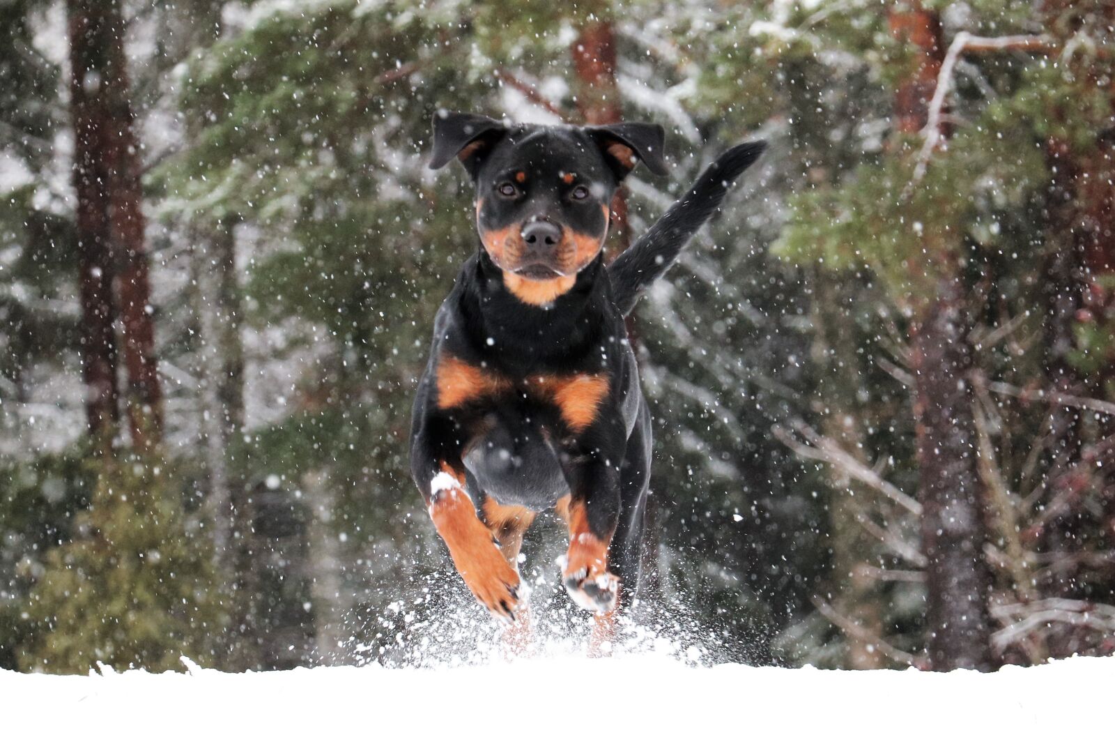 Canon EOS 750D (EOS Rebel T6i / EOS Kiss X8i) sample photo. Rottweiler, dog, winter photography
