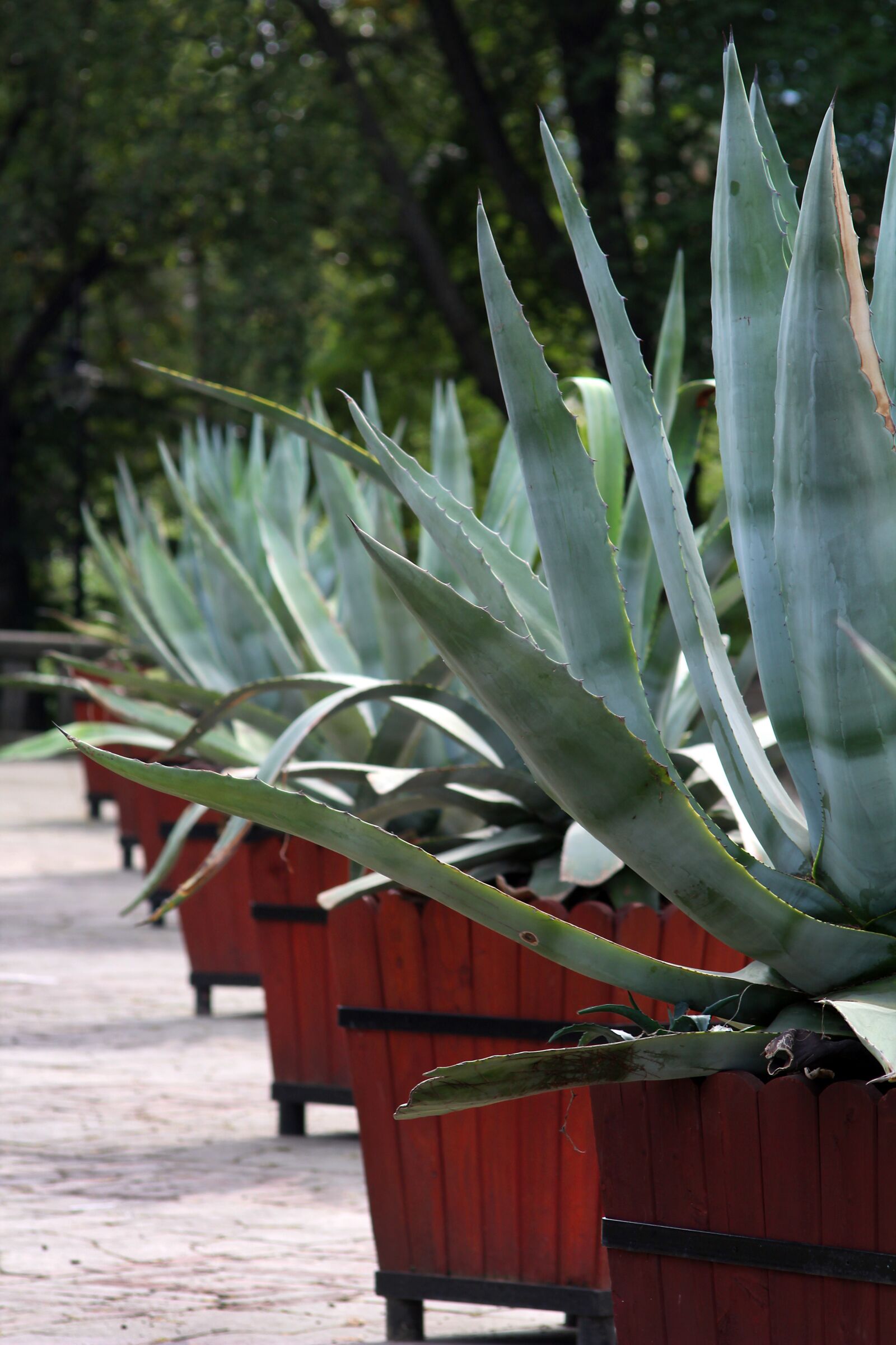 Canon EOS 1200D (EOS Rebel T5 / EOS Kiss X70 / EOS Hi) sample photo. Agave, cactus, plant photography