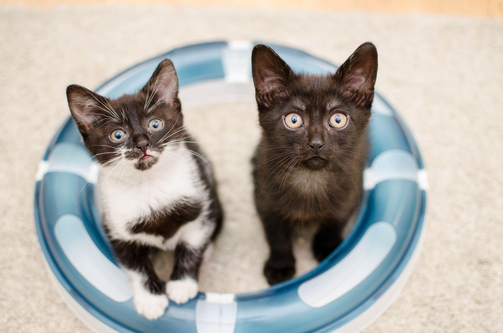 Nikon D7000 sample photo. Cat, kitten, cats photography