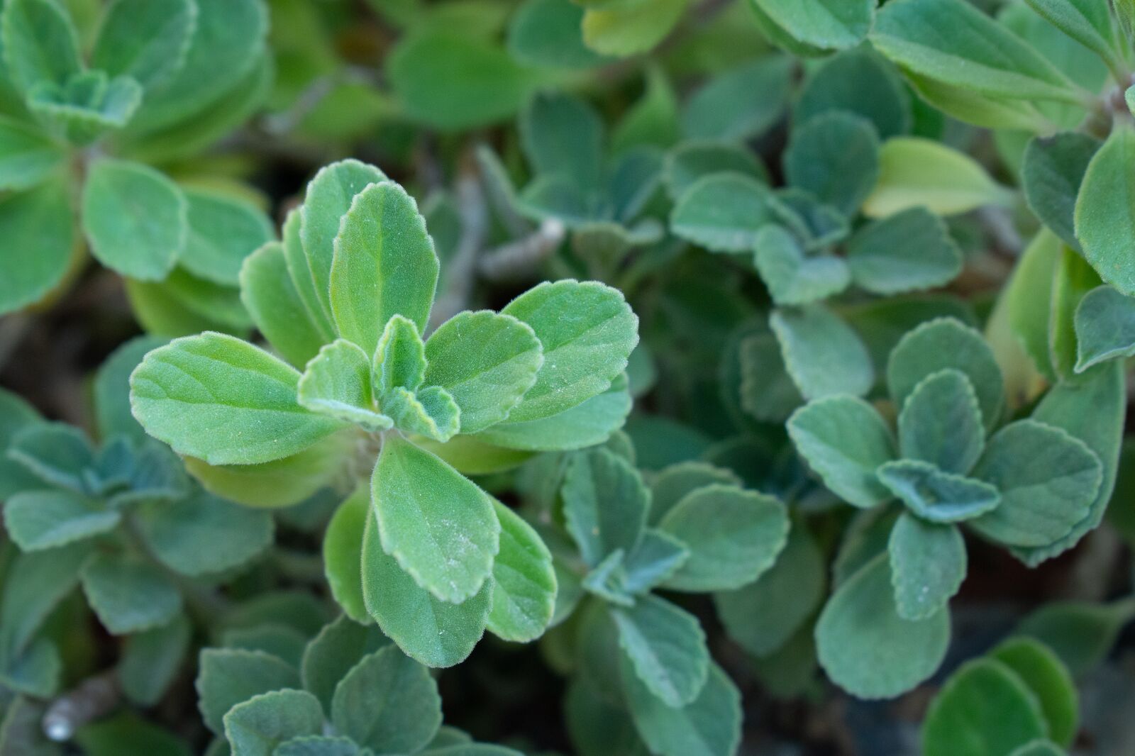 Nikon D7200 sample photo. Leaves, greens, green photography