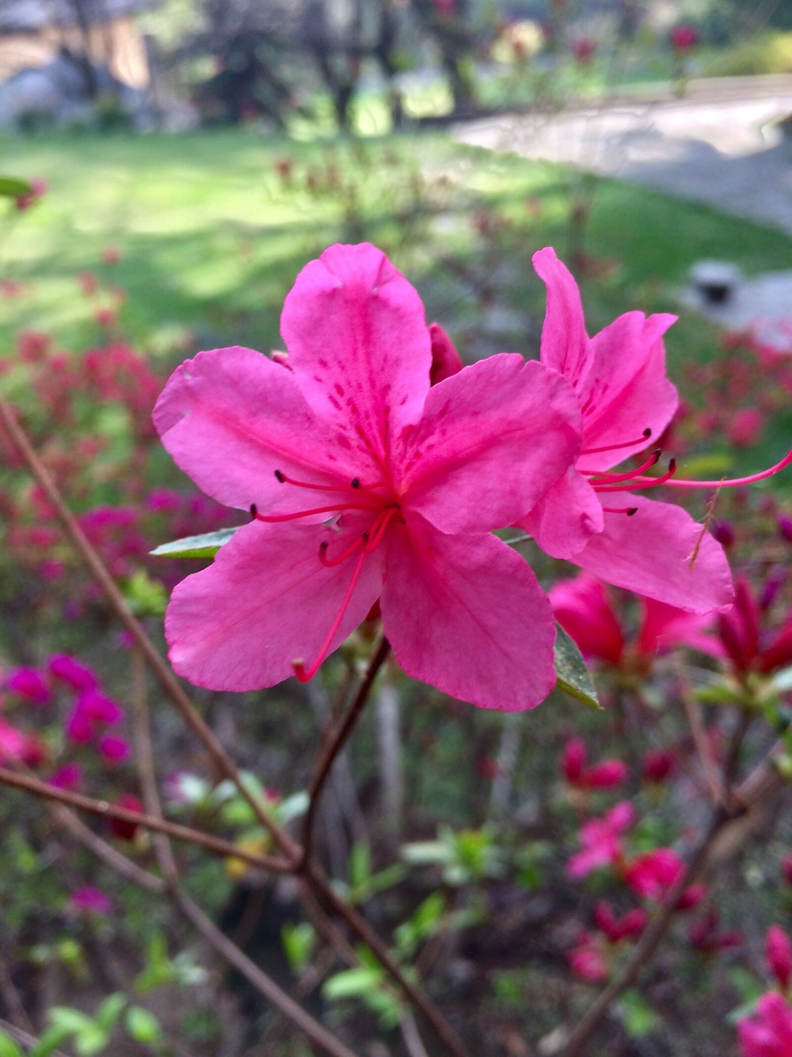 iPhone 5s back camera 4.15mm f/2.2 sample photo. Flower, nature, pink photography