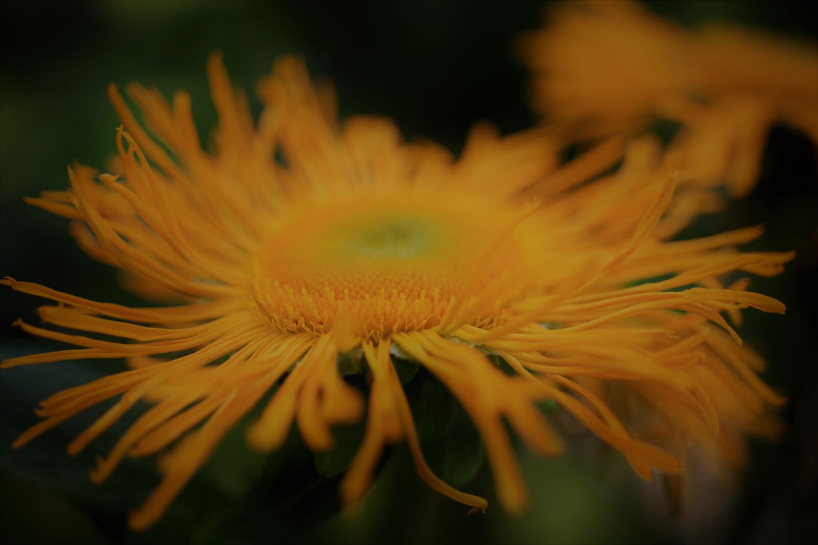 Canon EF-S 35mm F2.8 Macro IS STM sample photo. Blossom, bloom, yellow photography
