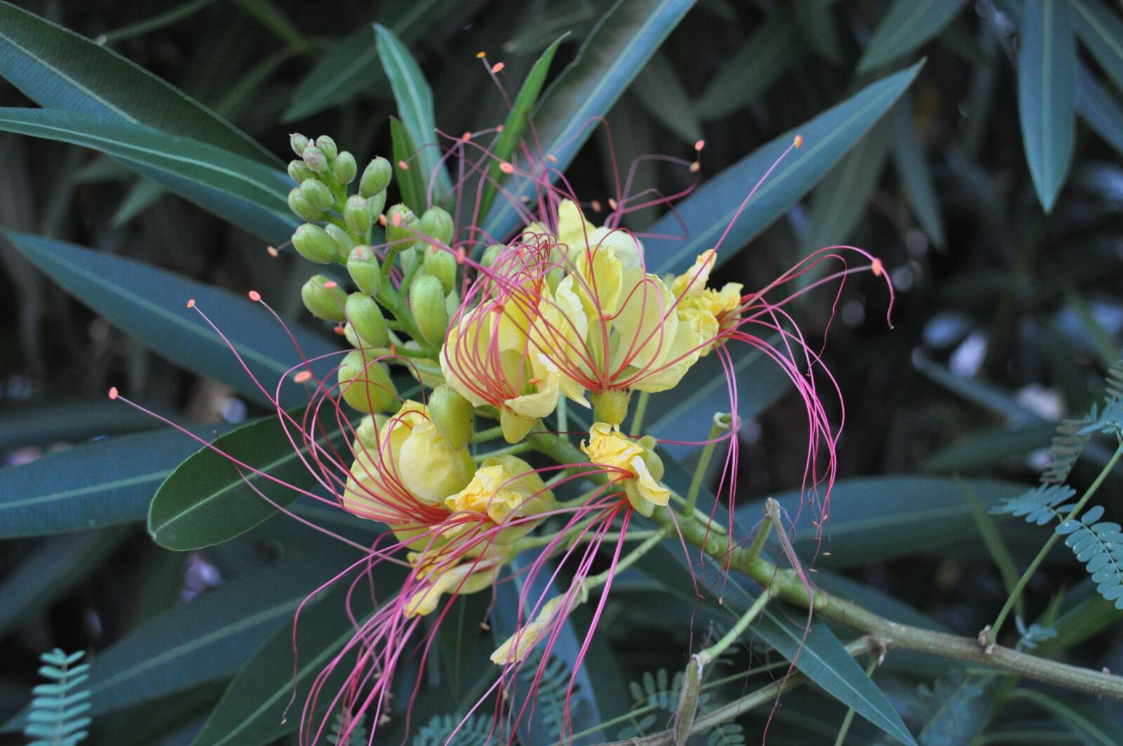 Nikon D90 sample photo. Yellow flowers, laurier, nature photography