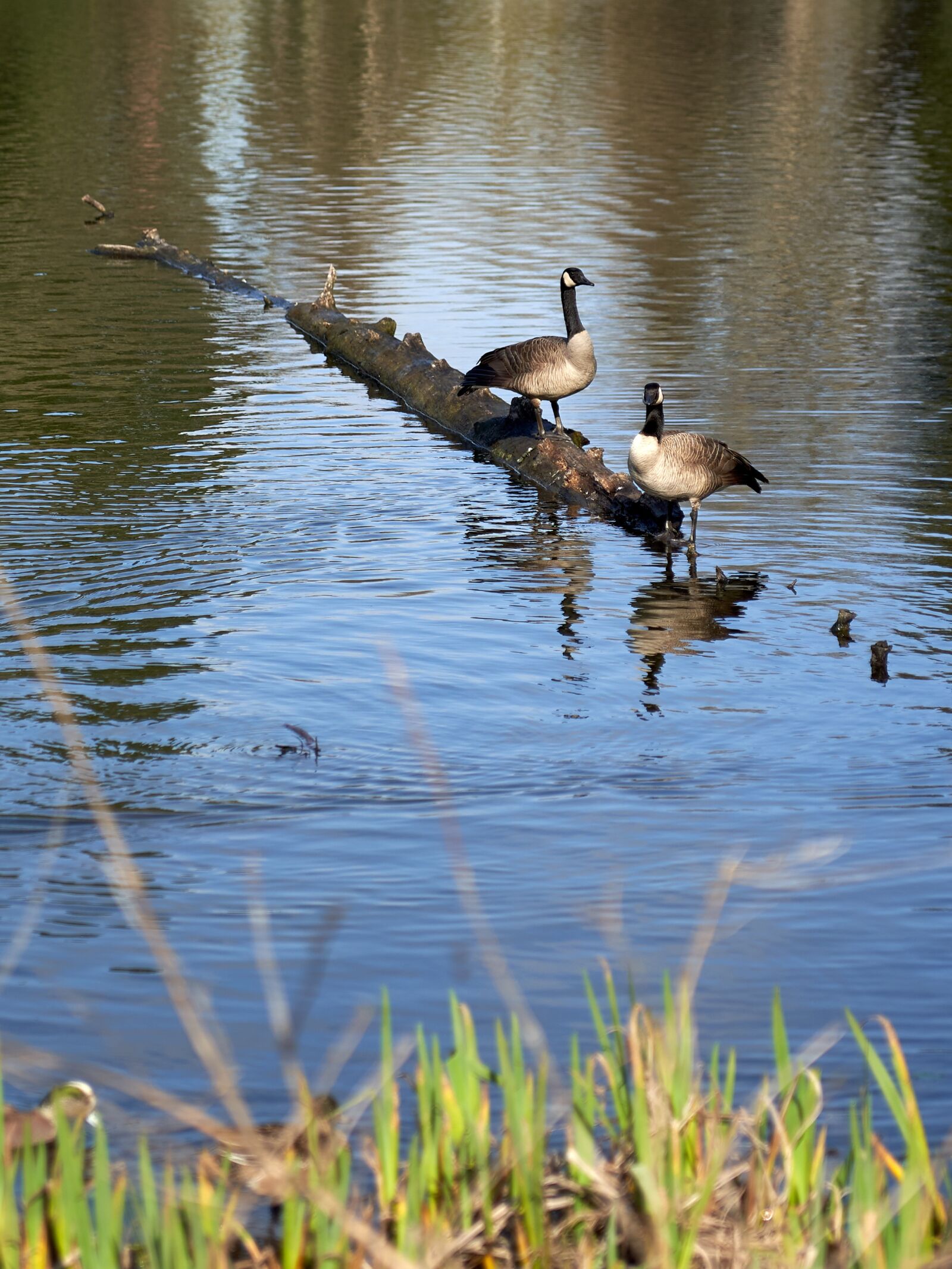 Zeiss Vario-Sonnar T* 24-70 mm F2.8 ZA SSM (SAL2470Z) sample photo. Geese, canadian, nature photography