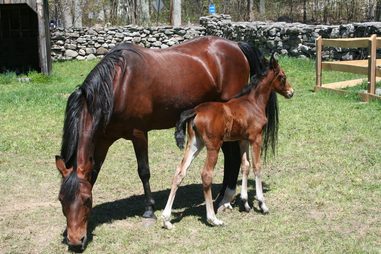 Canon EOS 350D (EOS Digital Rebel XT / EOS Kiss Digital N) sample photo. Foal, mare, horse photography