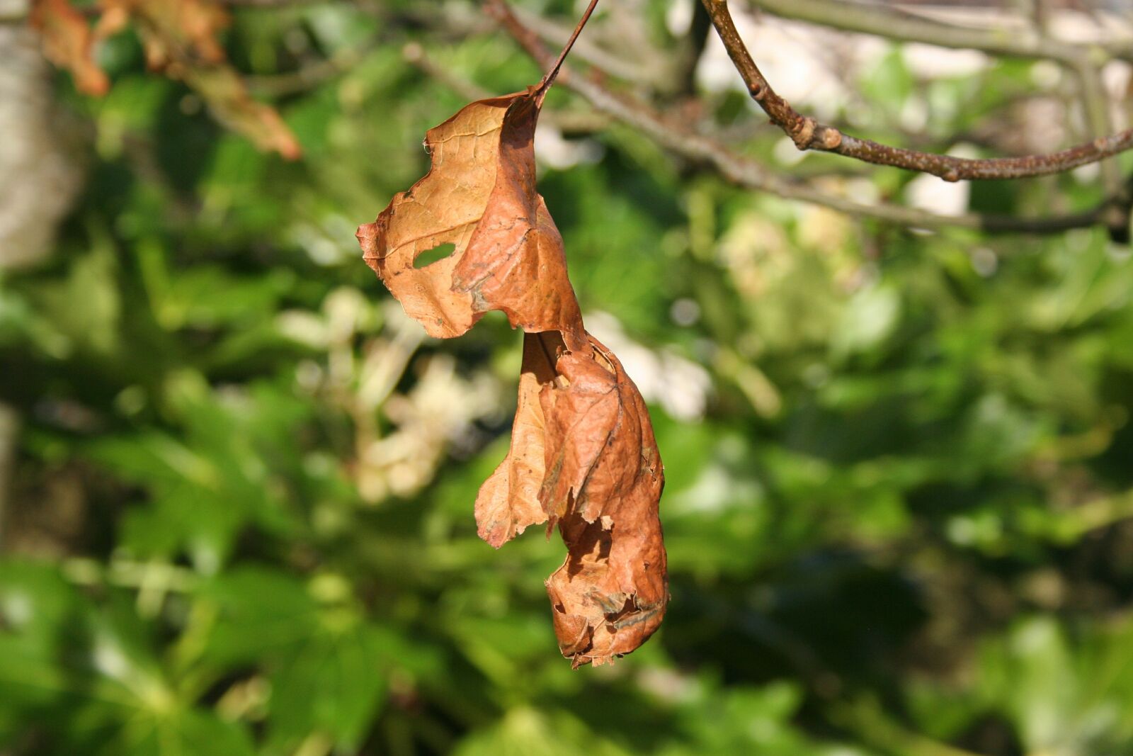 Canon EOS 350D (EOS Digital Rebel XT / EOS Kiss Digital N) sample photo. Dead leaf, old, leaf photography