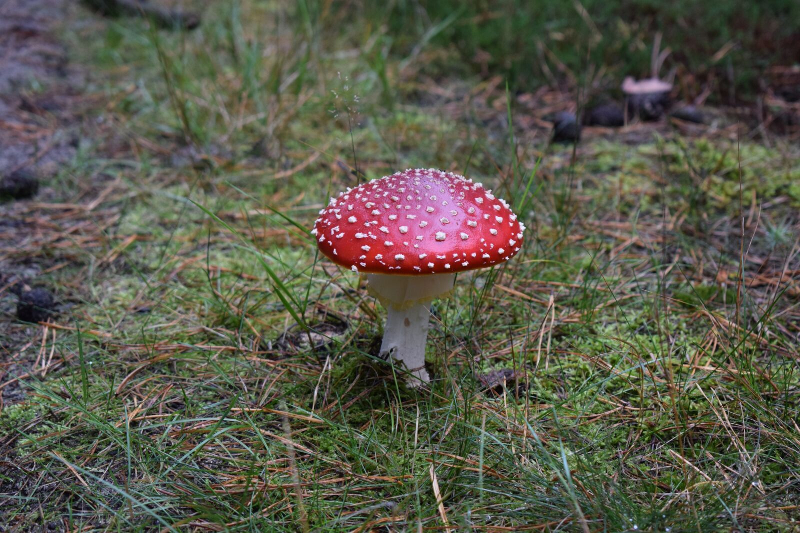 Nikon D3300 sample photo. Mushroom, nature, forest photography