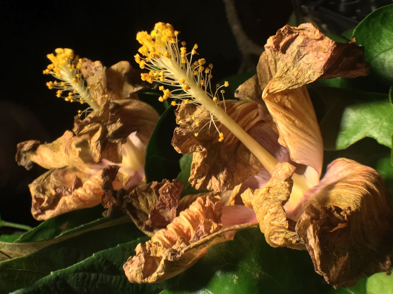 iPhone 6s Plus back camera 4.15mm f/2.2 sample photo. Withered flower, reflection, flower photography
