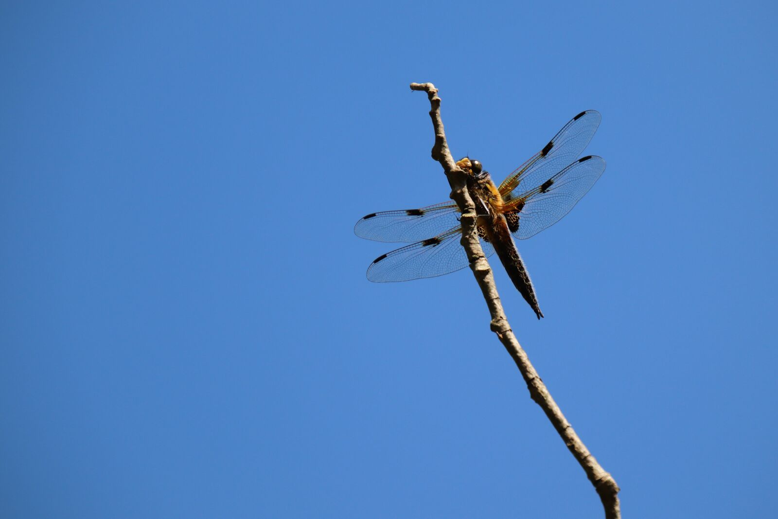 Tamron 18-400mm F3.5-6.3 Di II VC HLD sample photo. Dragonfly, four patch, insect photography