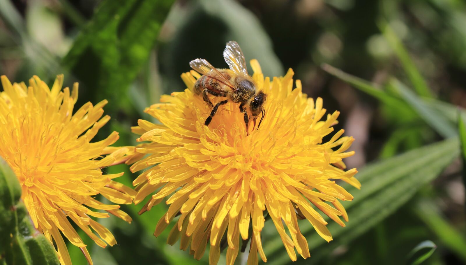 Canon EOS 77D (EOS 9000D / EOS 770D) sample photo. Flowers, bee, pollination photography