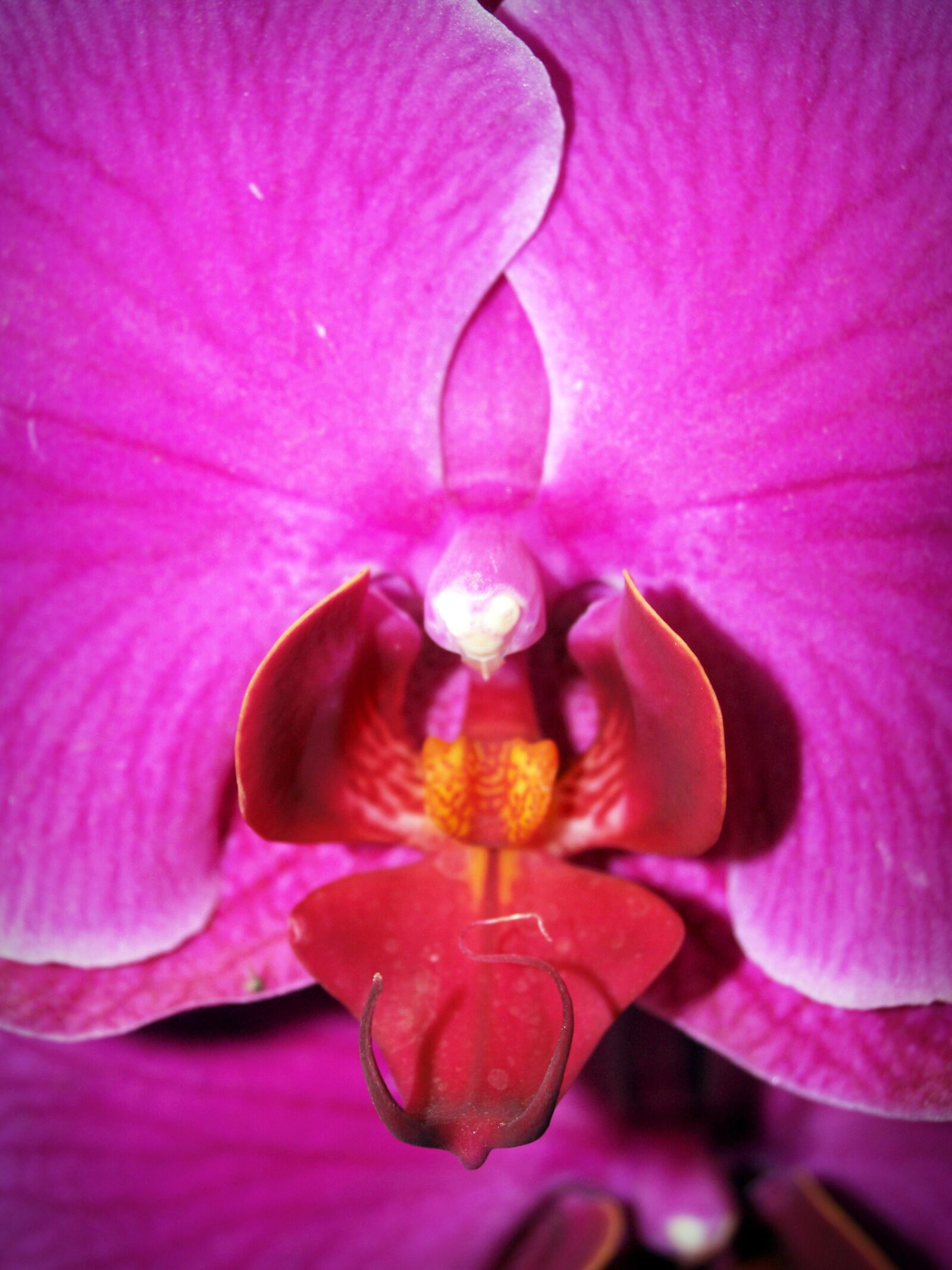 Olympus E-300 (EVOLT E-300) sample photo. Beautiful, bloom, blooming, blossom photography