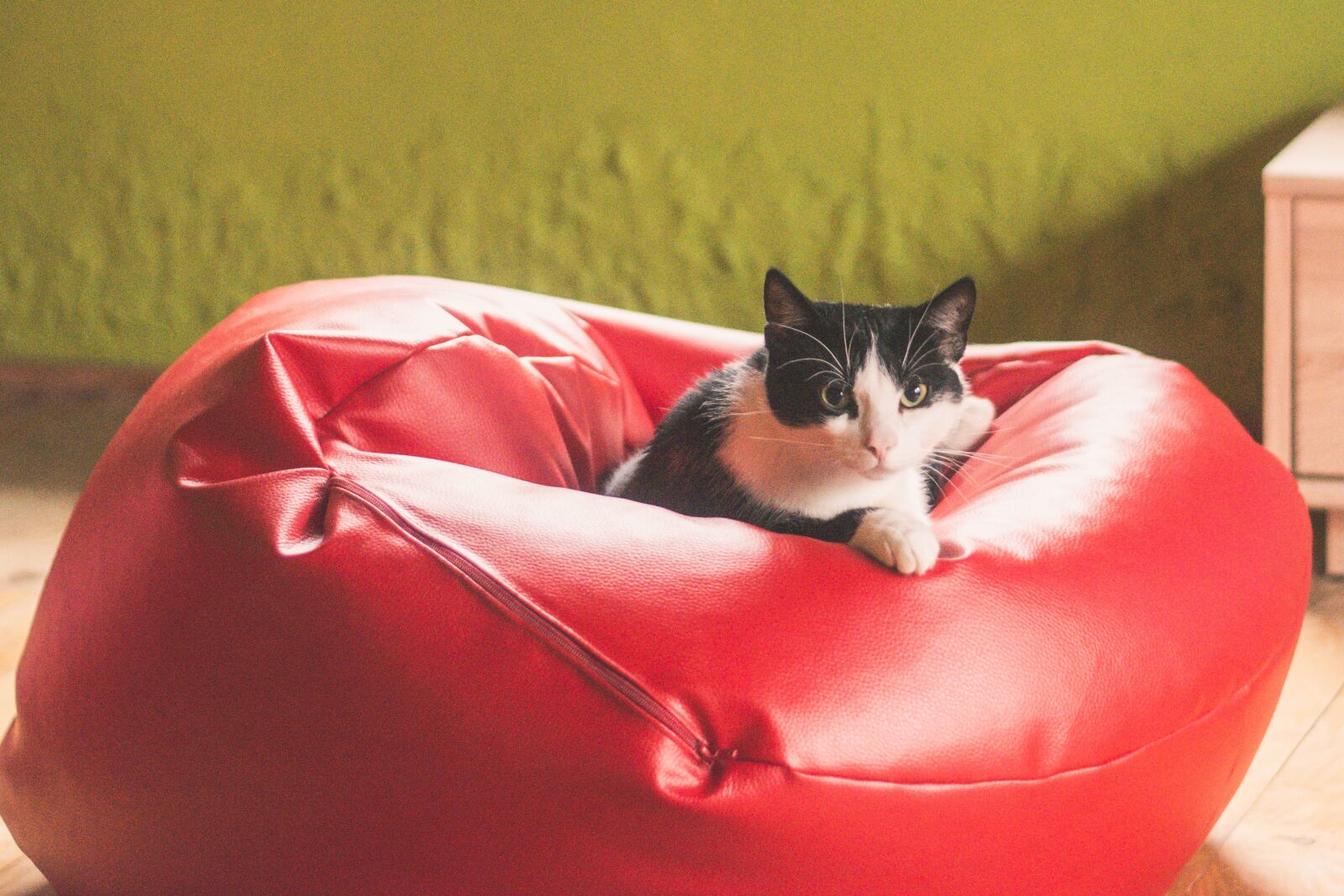 Nikon D5200 sample photo. Cat, kitten, tomcat photography