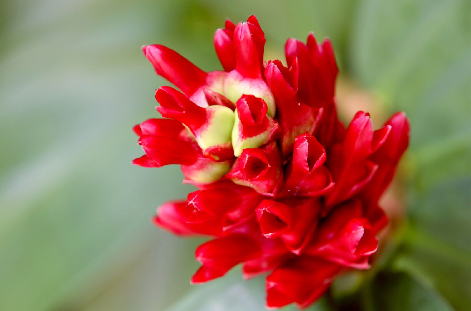 Canon EOS 80D sample photo. Flower, united sand up photography