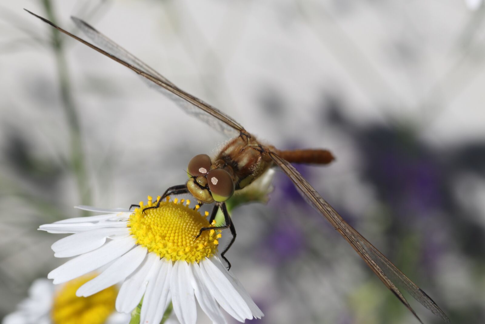 Tamron SP 90mm F2.8 Di VC USD 1:1 Macro sample photo. Dragonfly, daisy, flower photography