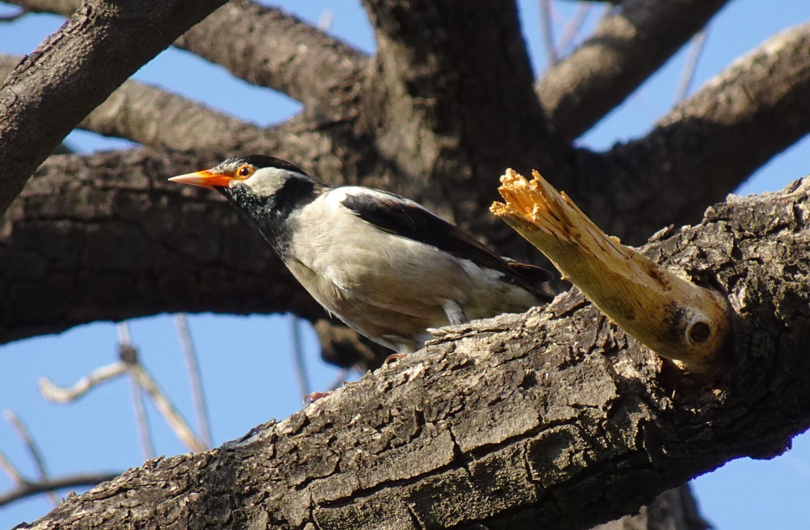 Sony DSC-WX800 sample photo. Bird, pied myna, starling photography