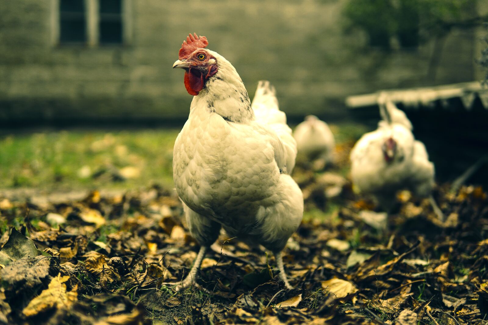 Sony a6500 sample photo. The hen, eggs, animals photography