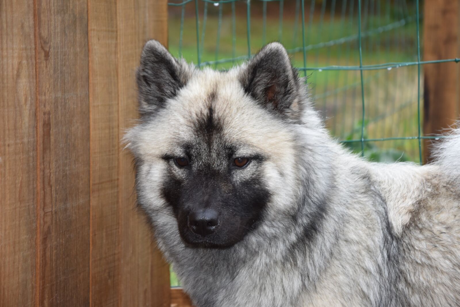 Nikon D5600 sample photo. Dog, dog eurasier, bitch photography