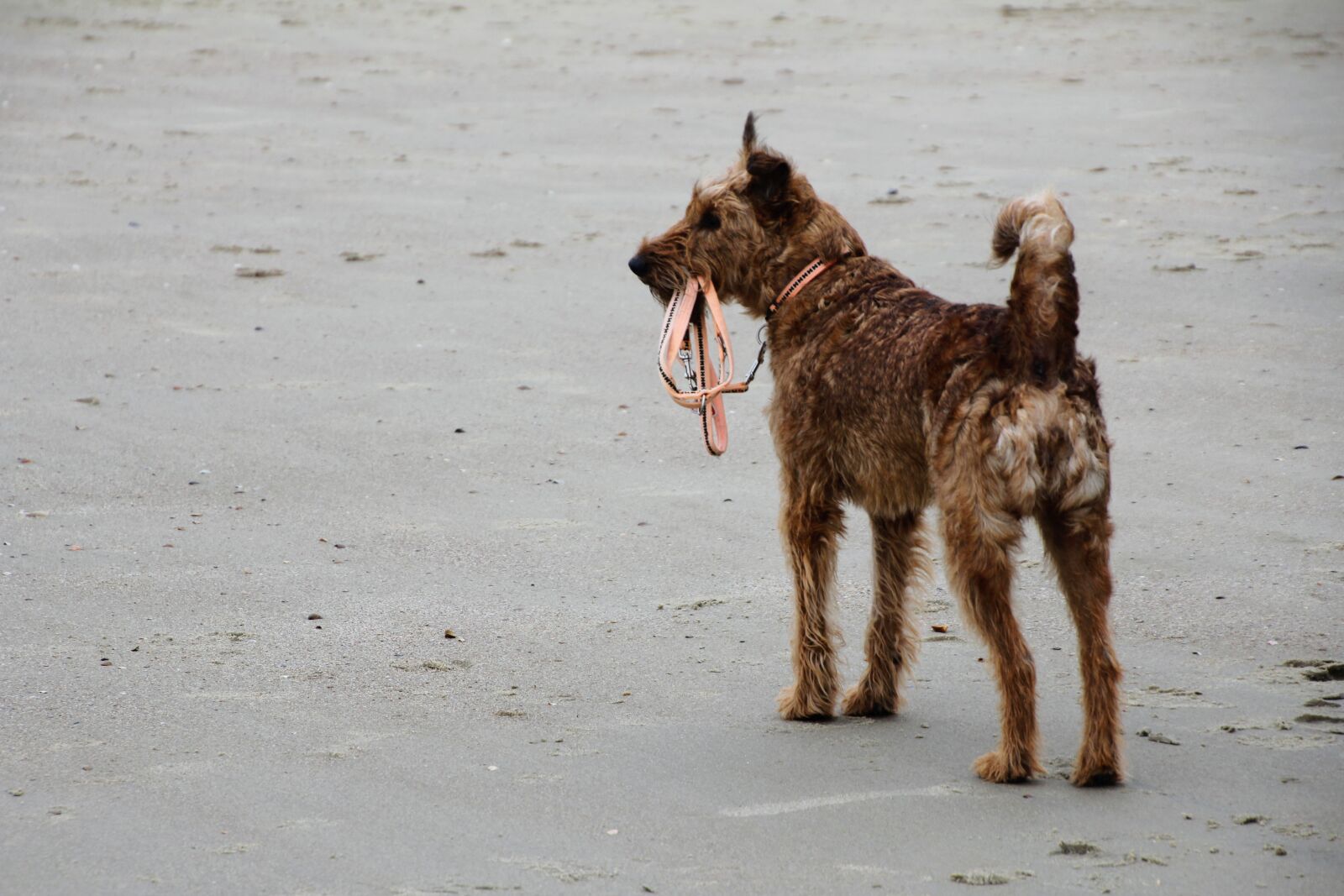Canon EOS 60D sample photo. Dog, beach, leash photography