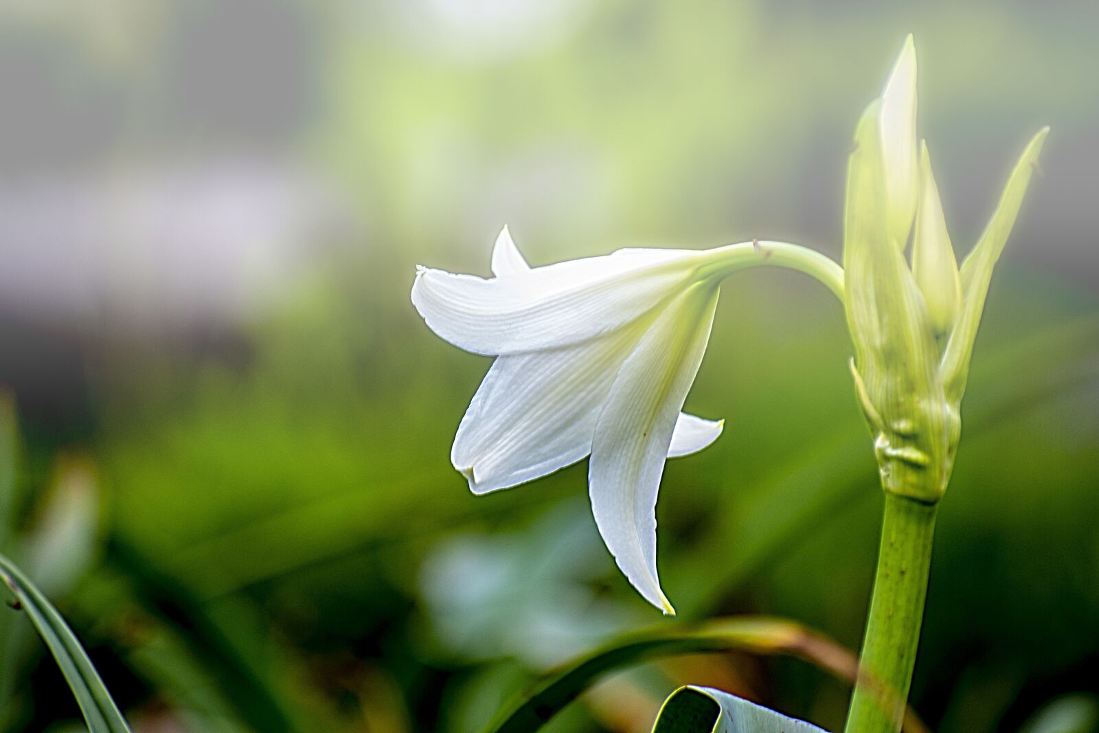 Nikon D600 sample photo. Flower, nature, plant photography