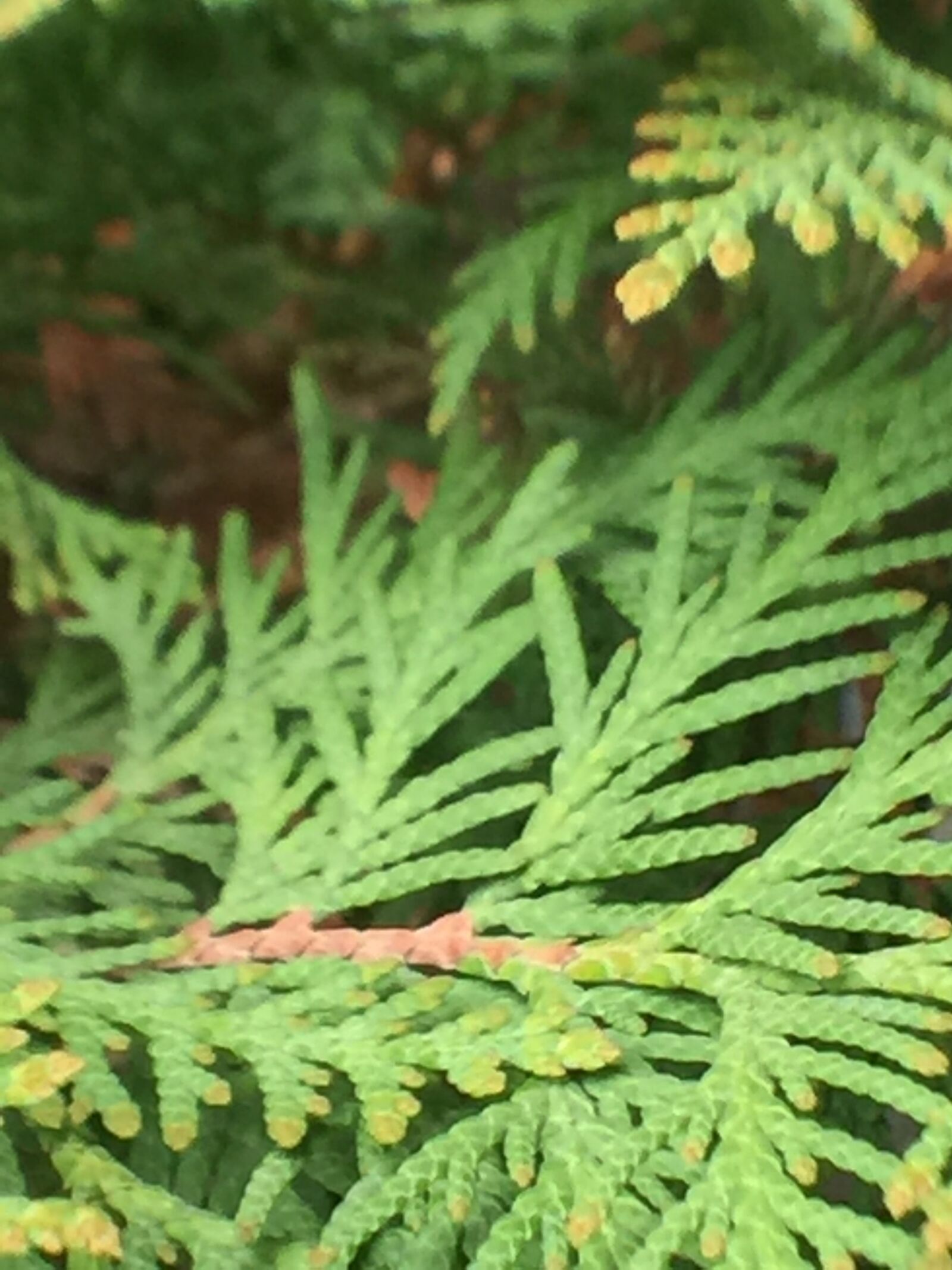 iPhone 6 Plus back camera 4.15mm f/2.2 sample photo. Cedar, leaves, green photography