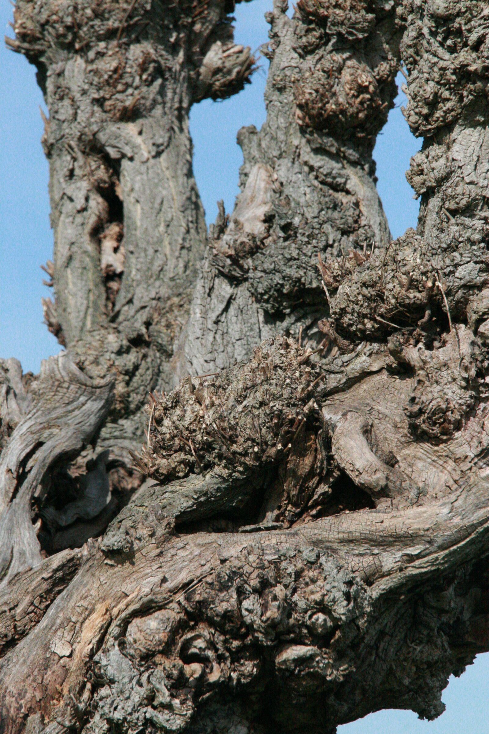 Canon EOS 30D sample photo. Tree, bark, branch photography