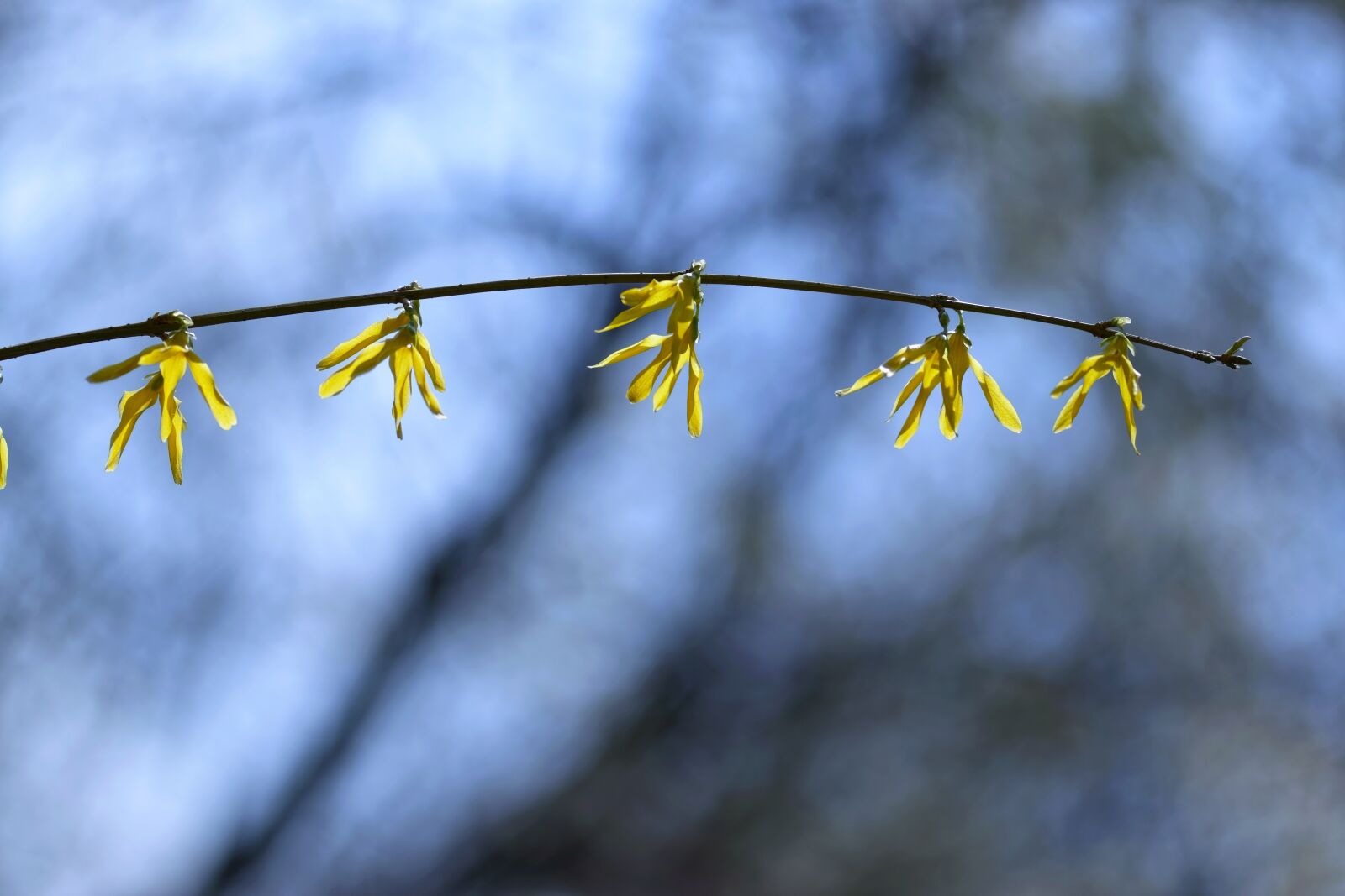 Nikon D5300 sample photo. Flowers, twig, nature photography
