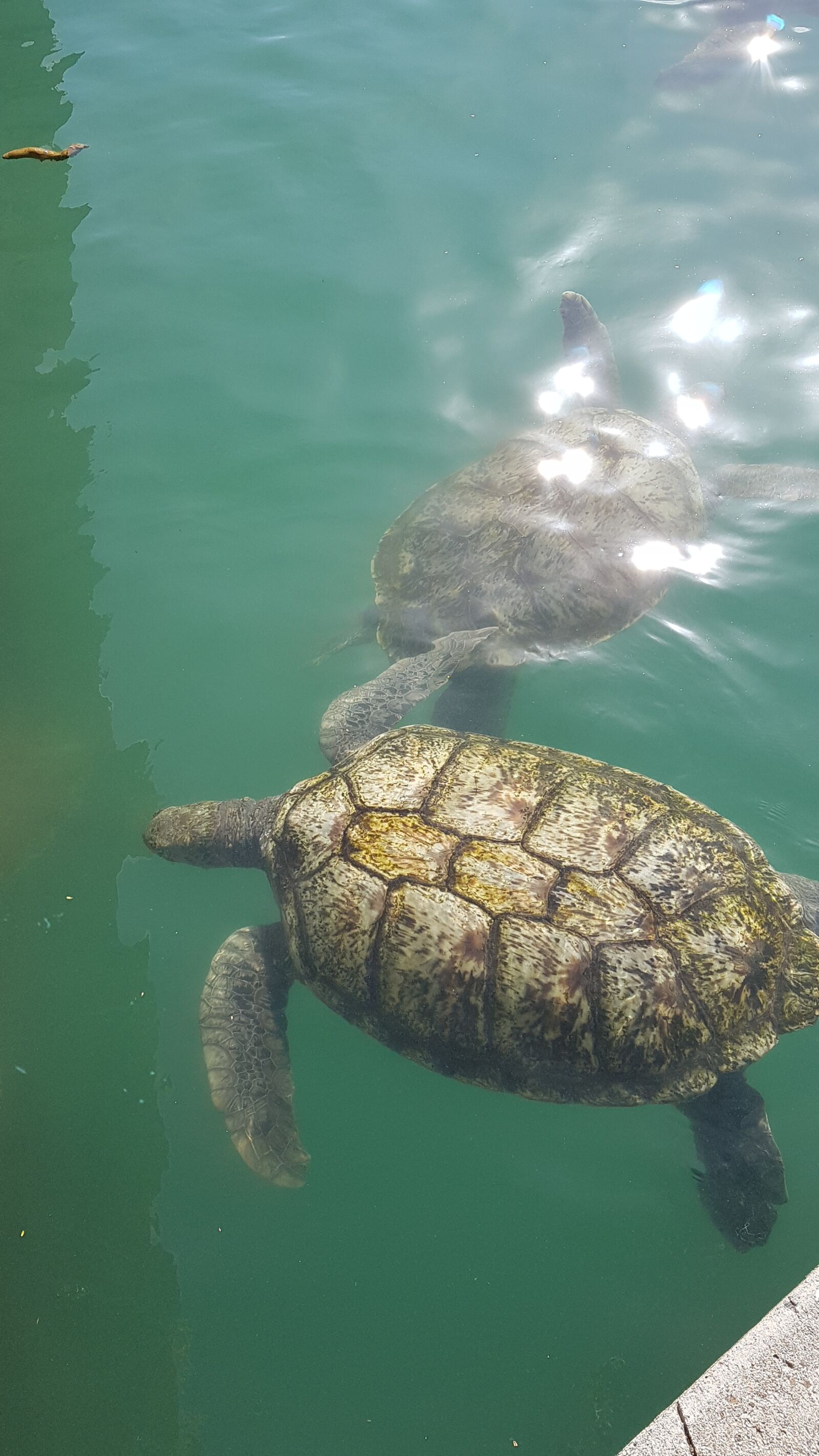 Samsung Galaxy S7 Edge sample photo. Cayman islands, sea turtles photography