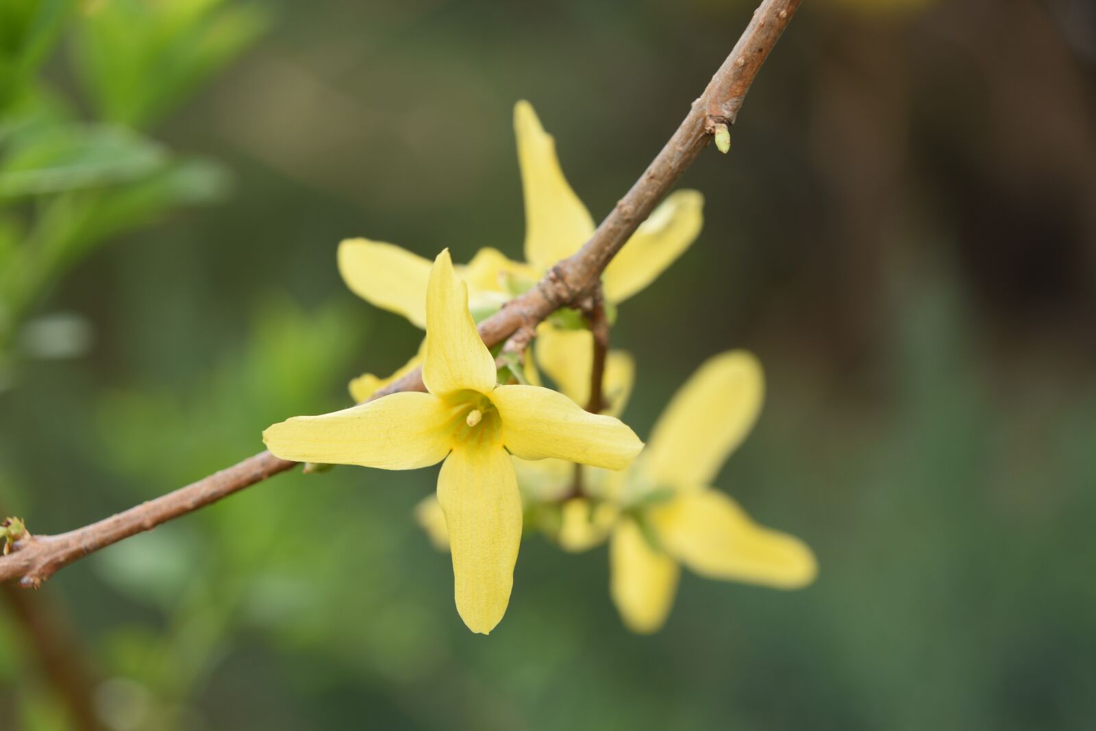 Nikon D7200 sample photo. Flowers, spring, park photography