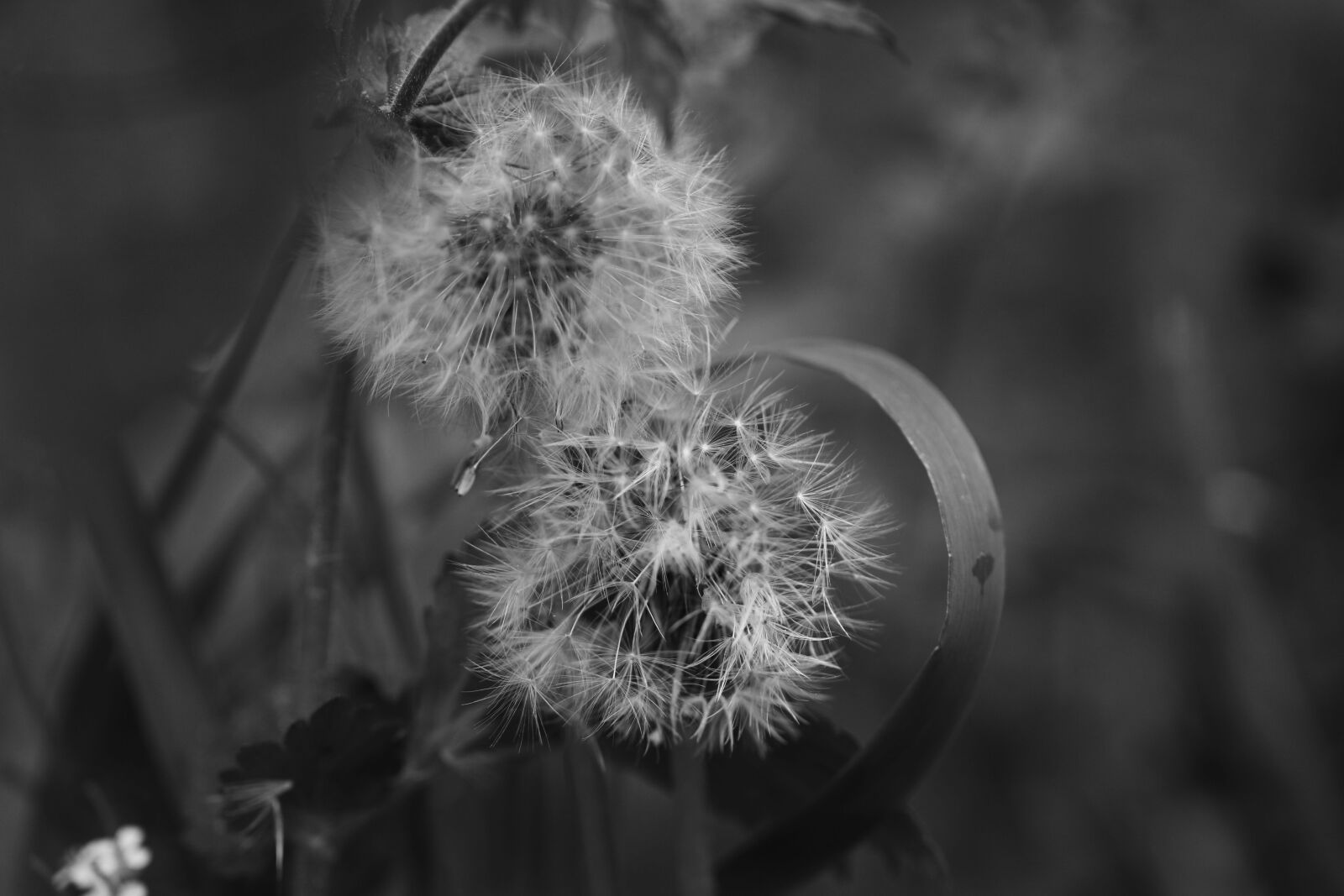 Canon EOS 7D Mark II sample photo. Dandelions, flowers, spring flowers photography