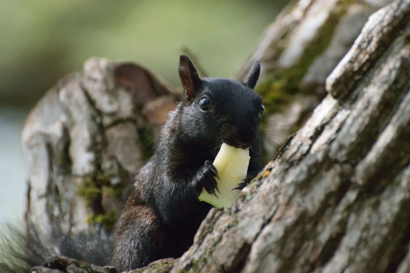 Nikon D5300 sample photo. Animal, squirrel, nature photography