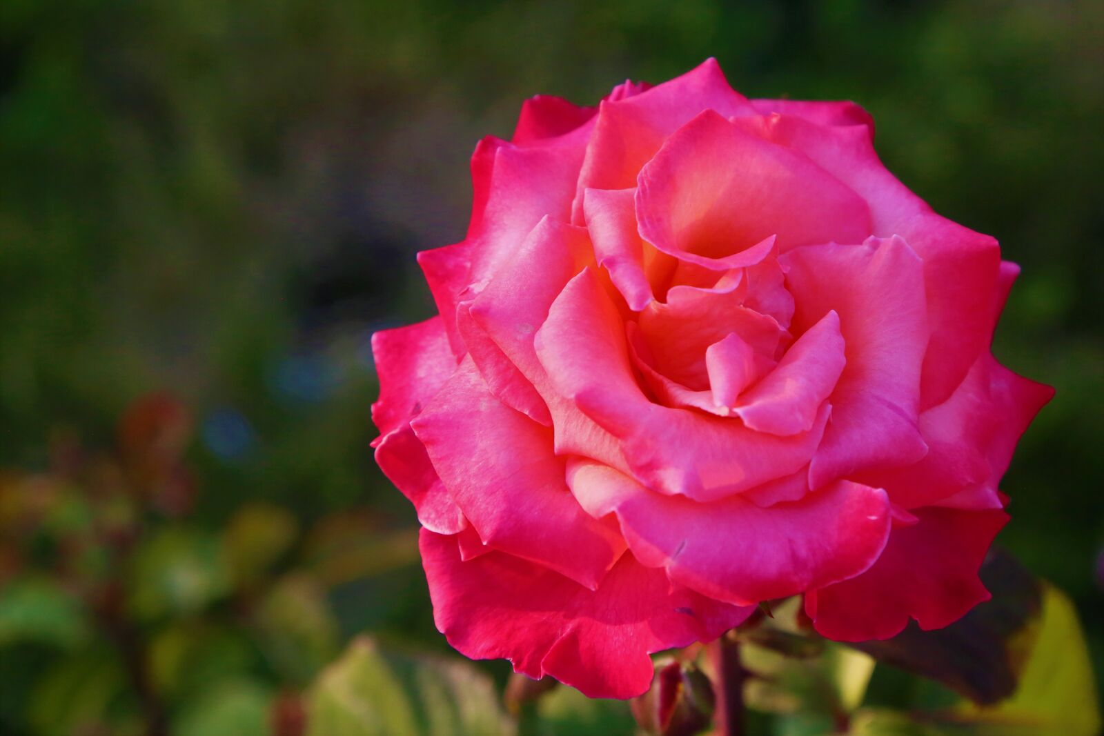 Canon EF 24-105mm F4L IS USM sample photo. Rose, red, nature photography