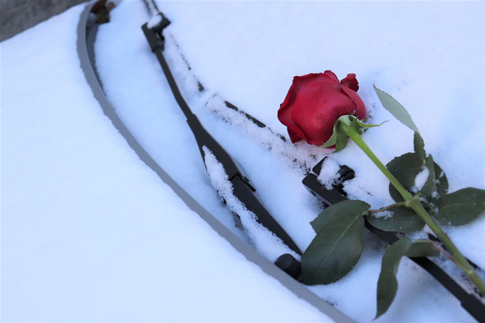 Canon EOS 200D (EOS Rebel SL2 / EOS Kiss X9) sample photo. Red rose on car photography