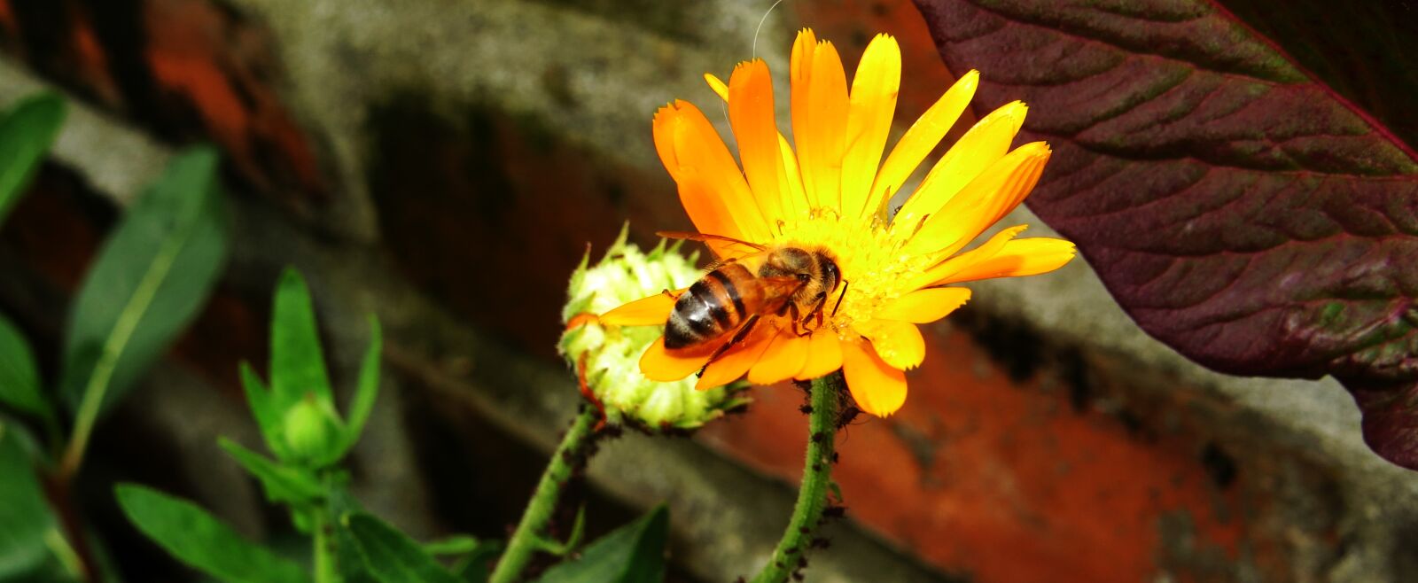 Canon PowerShot SX50 HS sample photo. Macro, insect, garden photography