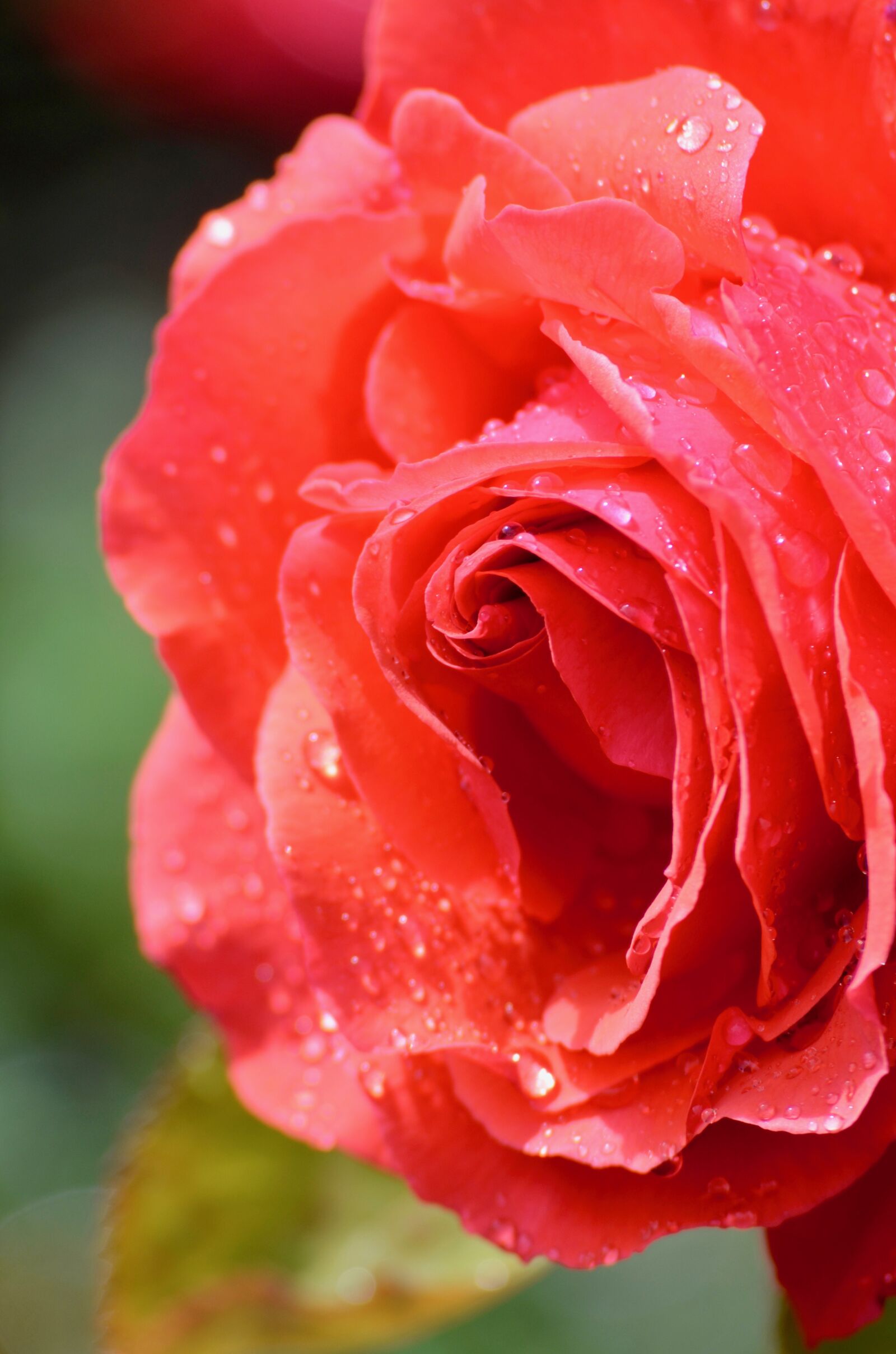 Nikon D5100 sample photo. Rose, blossom, bloom photography