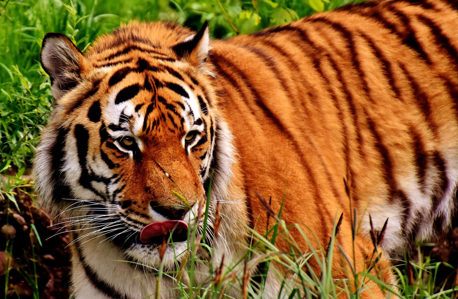 Nikon D7200 sample photo. Tiger, predator, fur photography