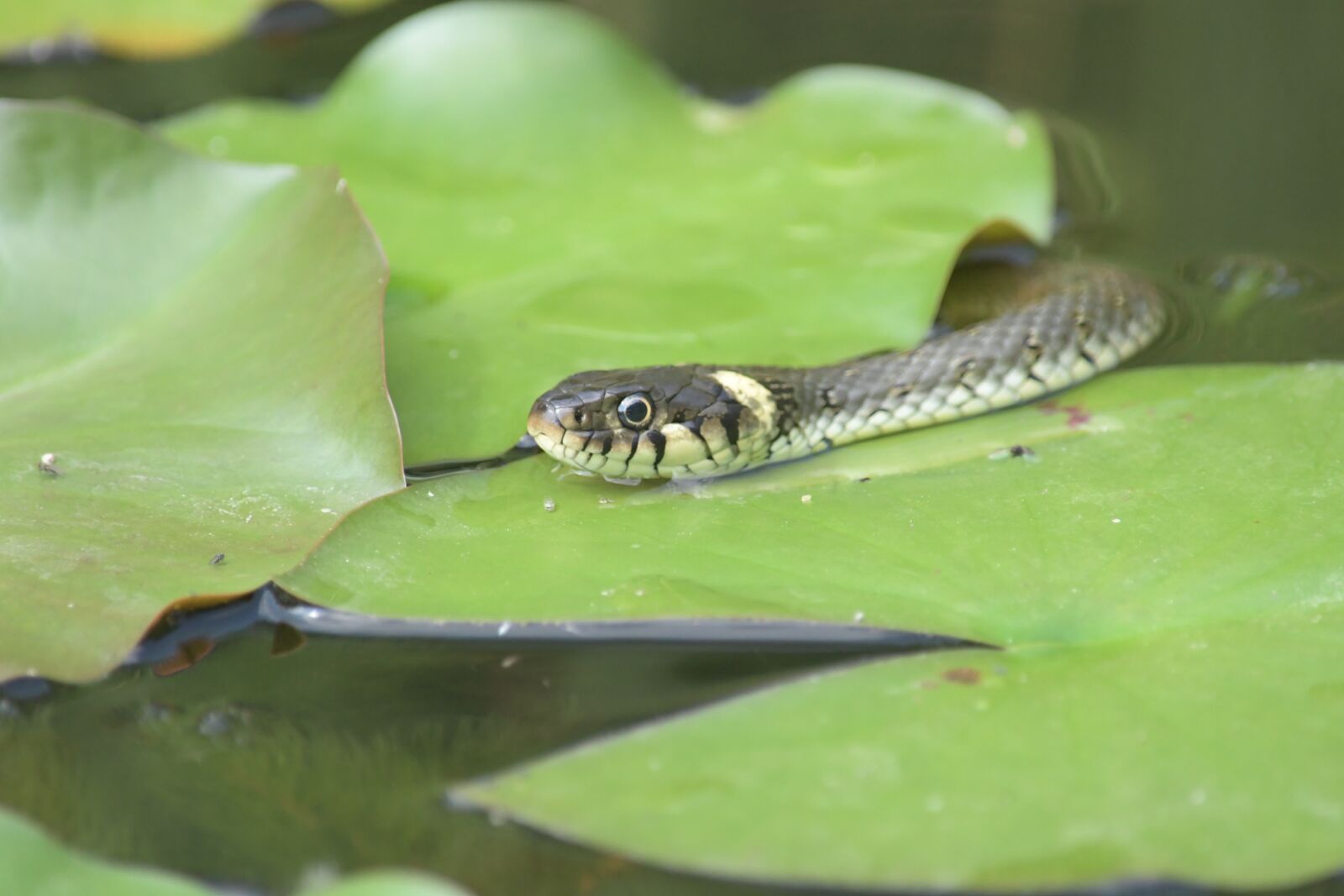 Nikon D500 sample photo. Adder, snake, pond photography