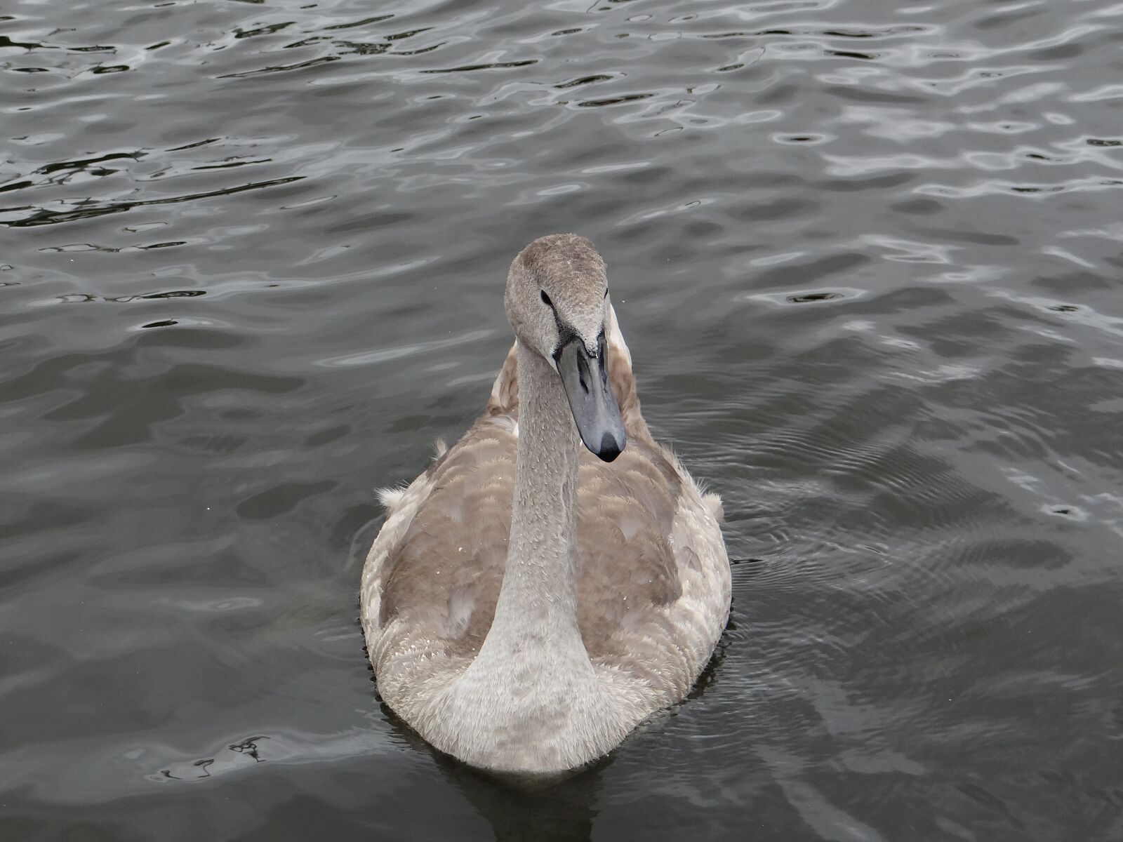 Sony DSC-HX200V sample photo. Swan, animals, birds photography