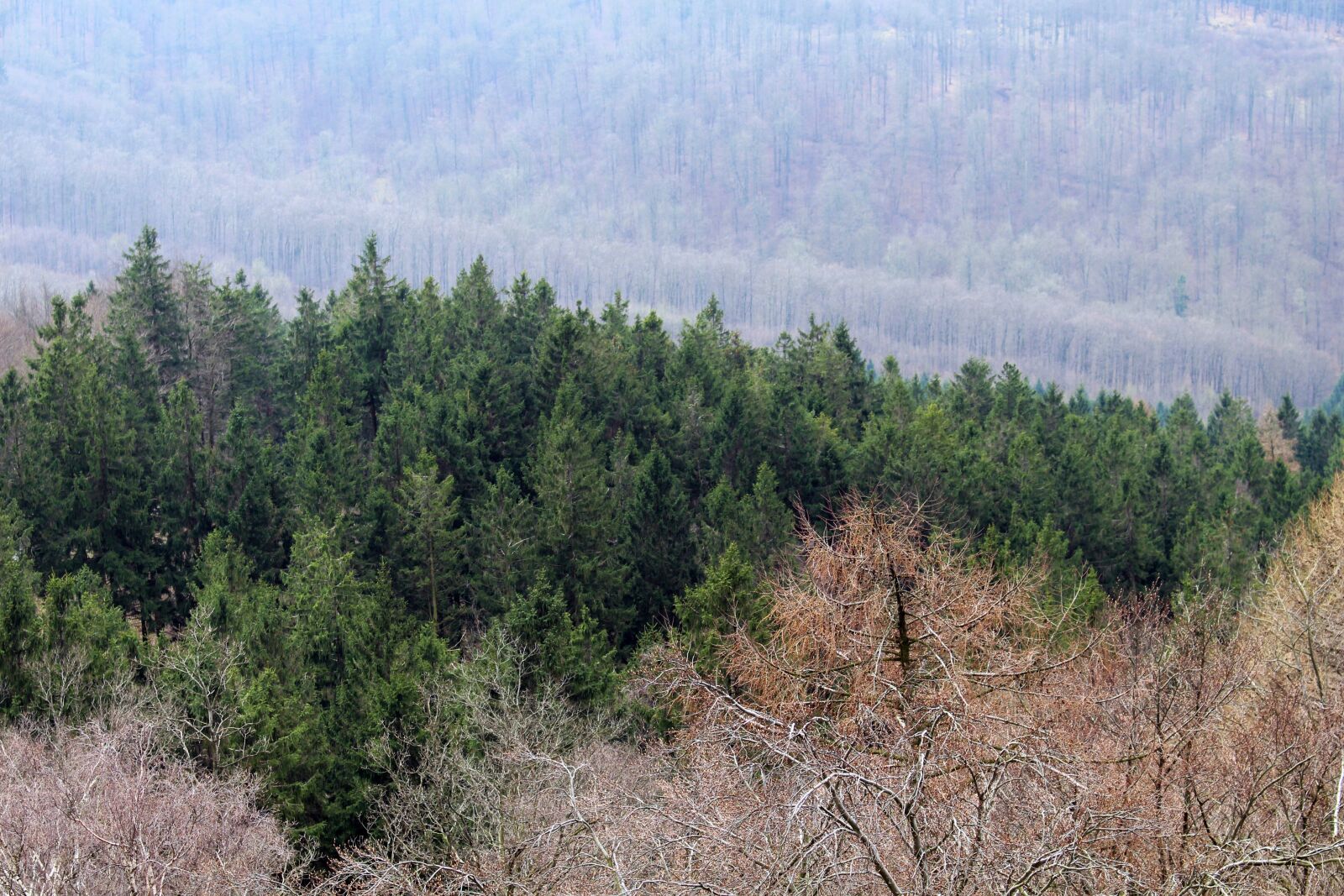 Canon EOS 700D (EOS Rebel T5i / EOS Kiss X7i) sample photo. Teutoburg forest, forest, landscape photography