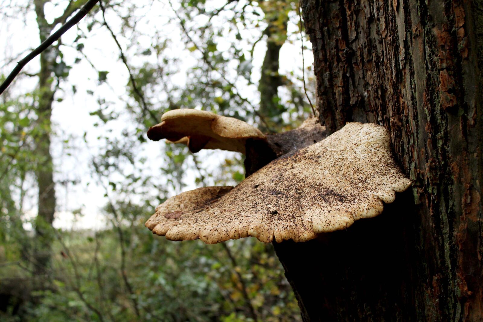 Canon EOS 1200D (EOS Rebel T5 / EOS Kiss X70 / EOS Hi) sample photo. Mushroom, tree, trunk photography