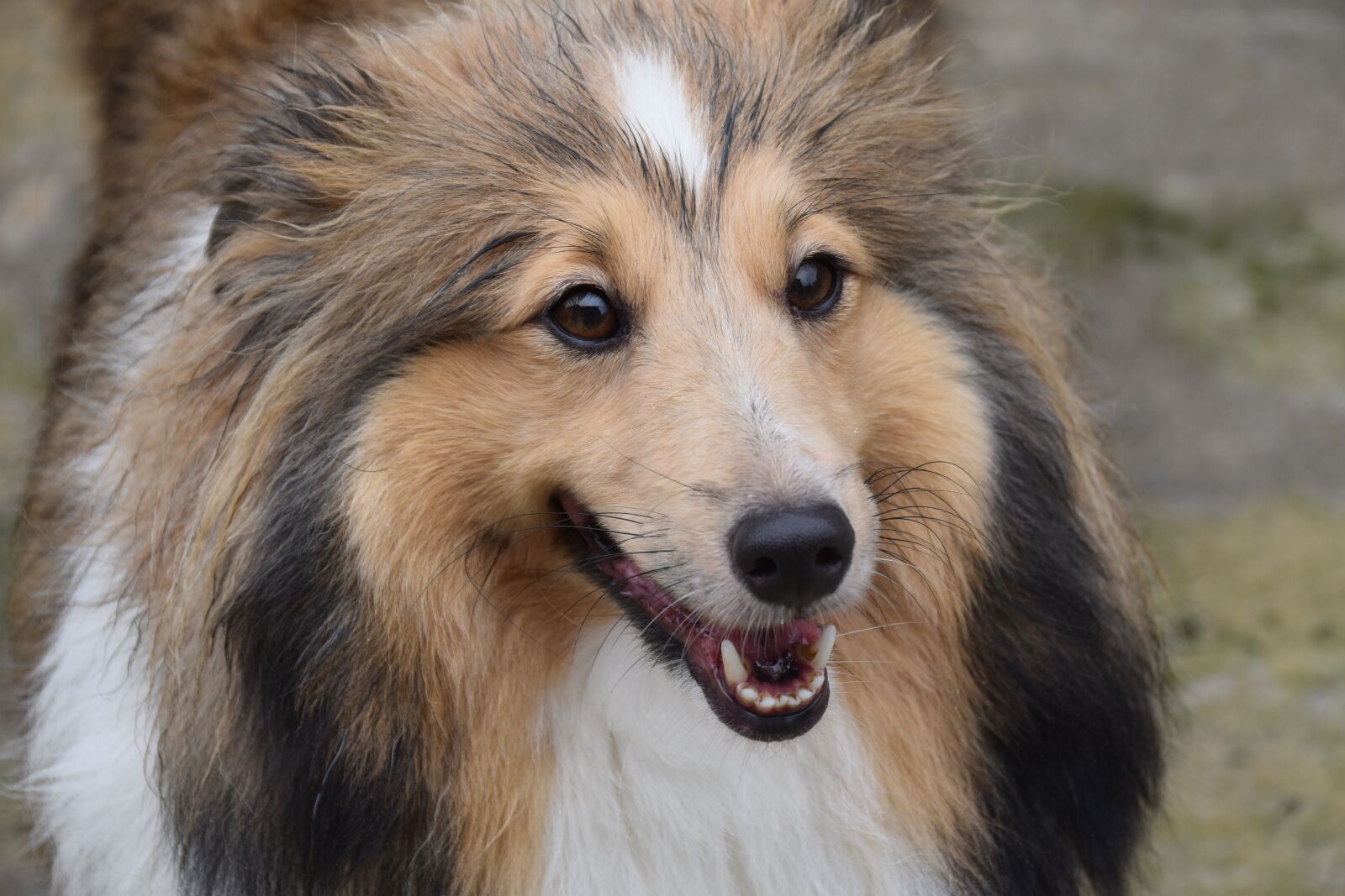 Nikon D5600 sample photo. Dog, bitch, pup photography
