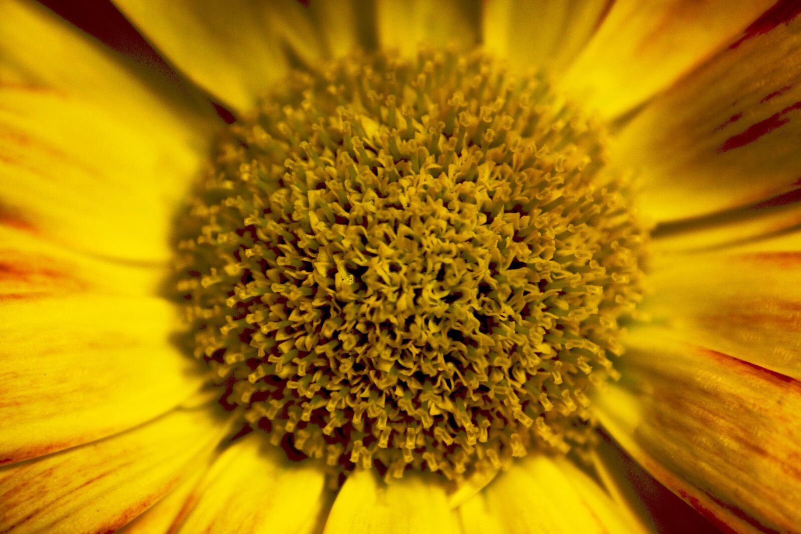 Canon EOS 1000D (EOS Digital Rebel XS / EOS Kiss F) sample photo. Flower, yellow, yellow flower photography
