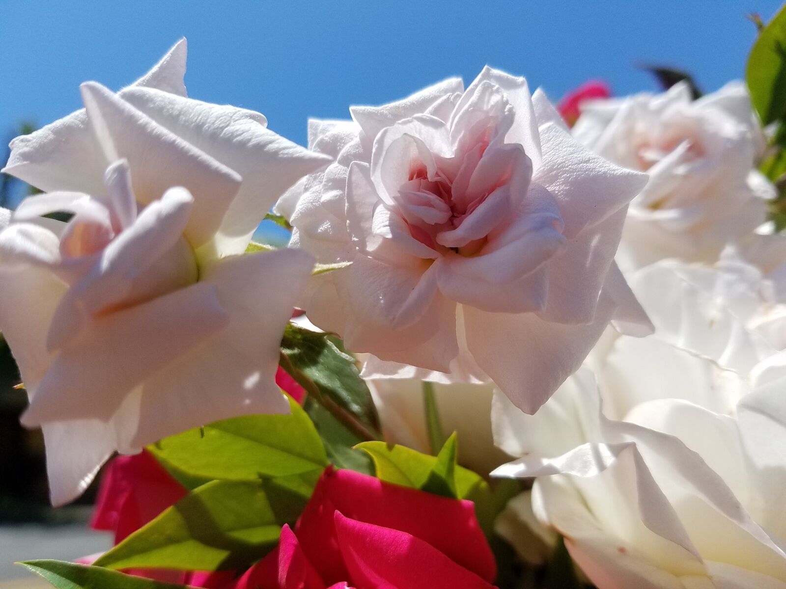 Samsung Galaxy S7 Edge sample photo. Flower, bouquet, leaves photography