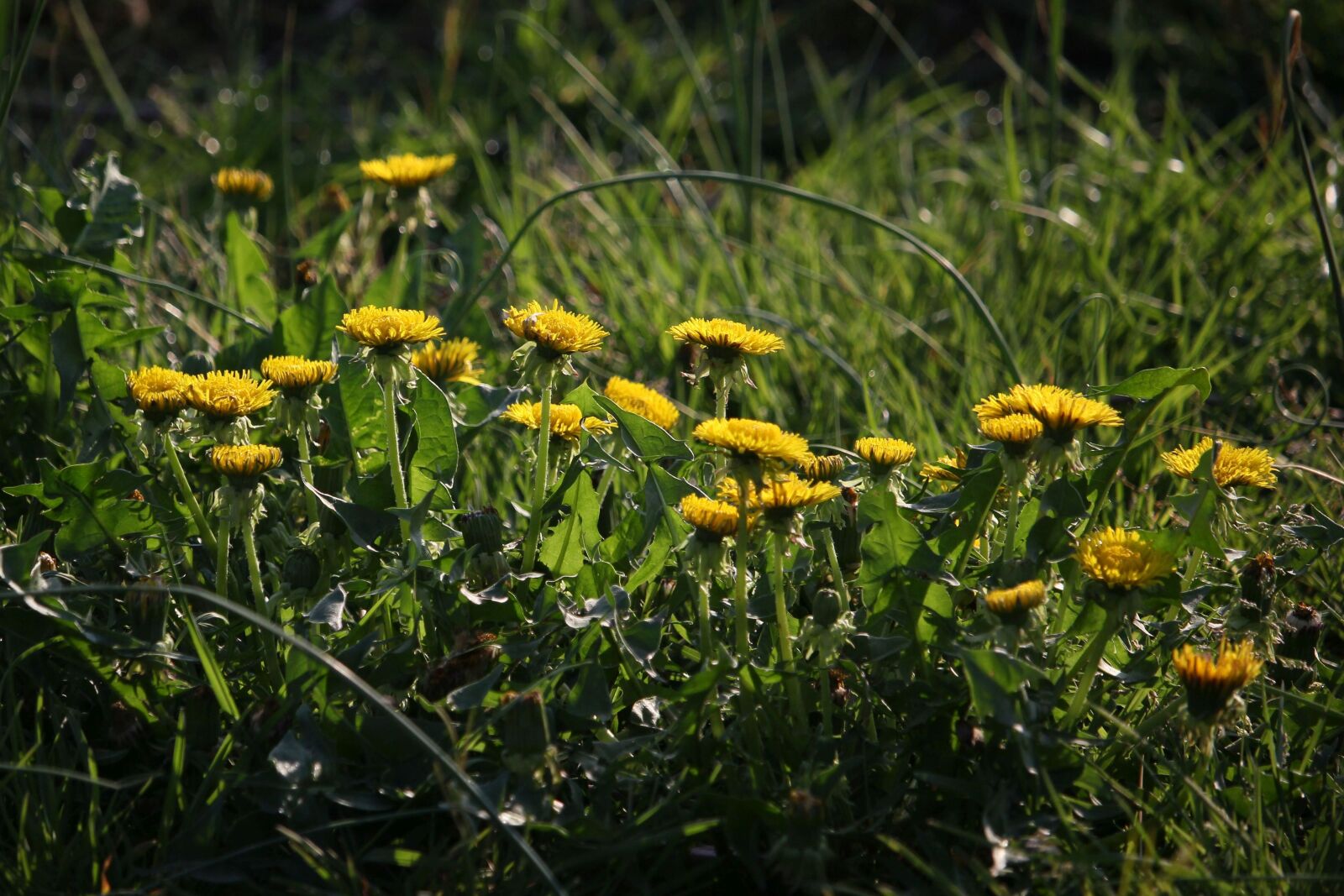Canon EOS 60D + Canon EF-S 55-250mm F4-5.6 IS STM sample photo. Dandelion, flowers, flower photography