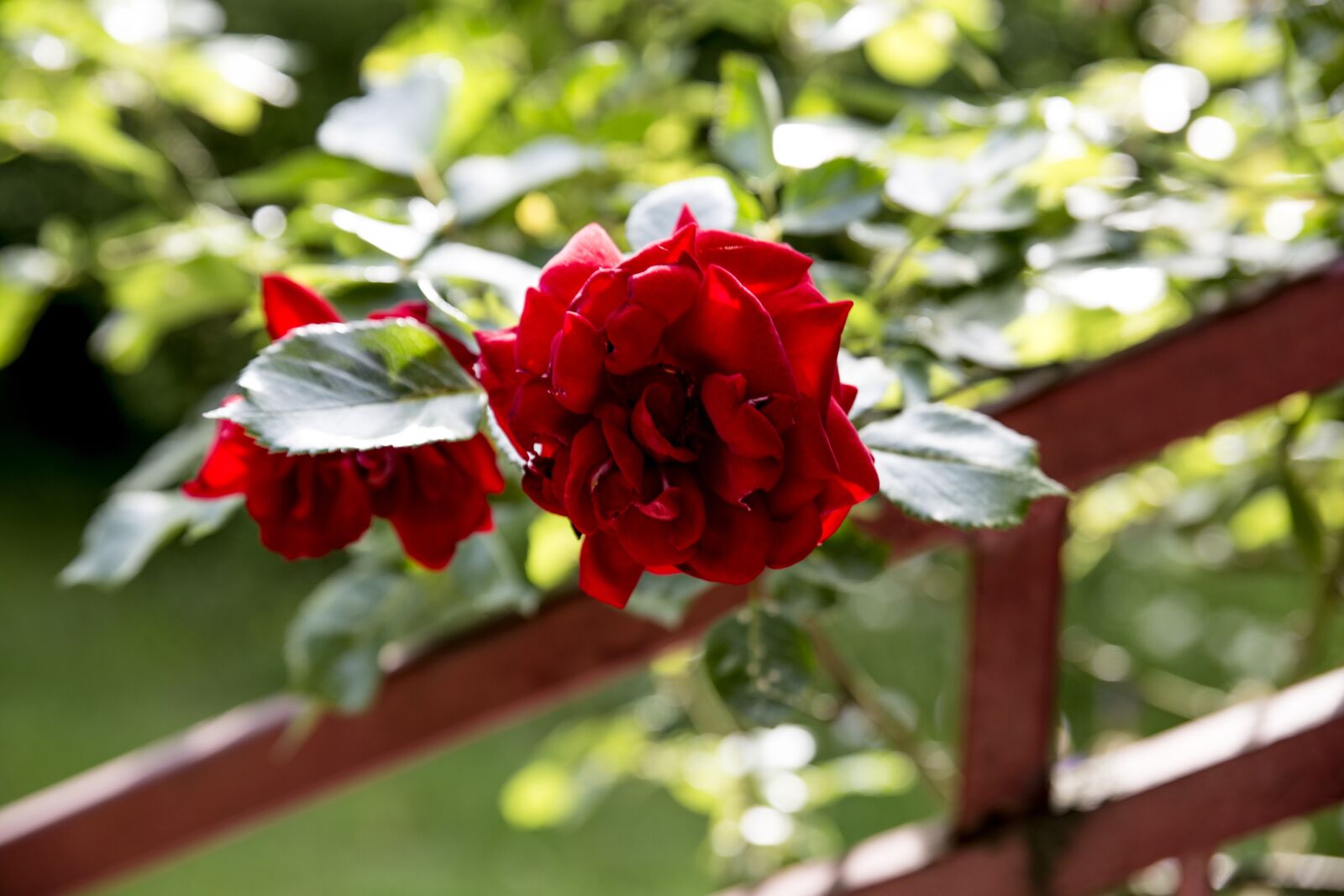 Canon EOS 6D sample photo. Rose, bud, flower photography